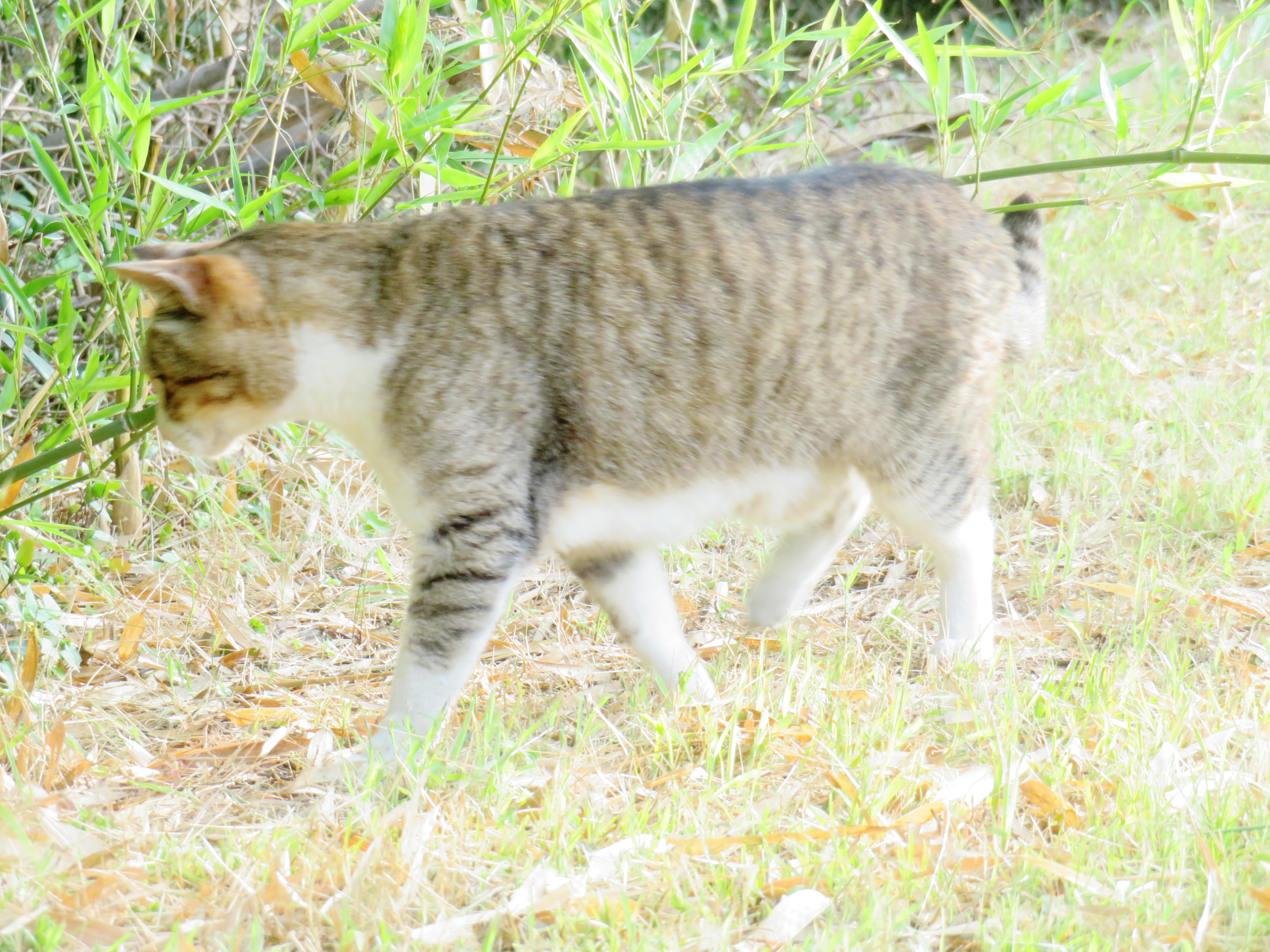 ねこ、風太　巡回