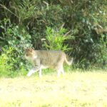 ねこ、風太　巡回