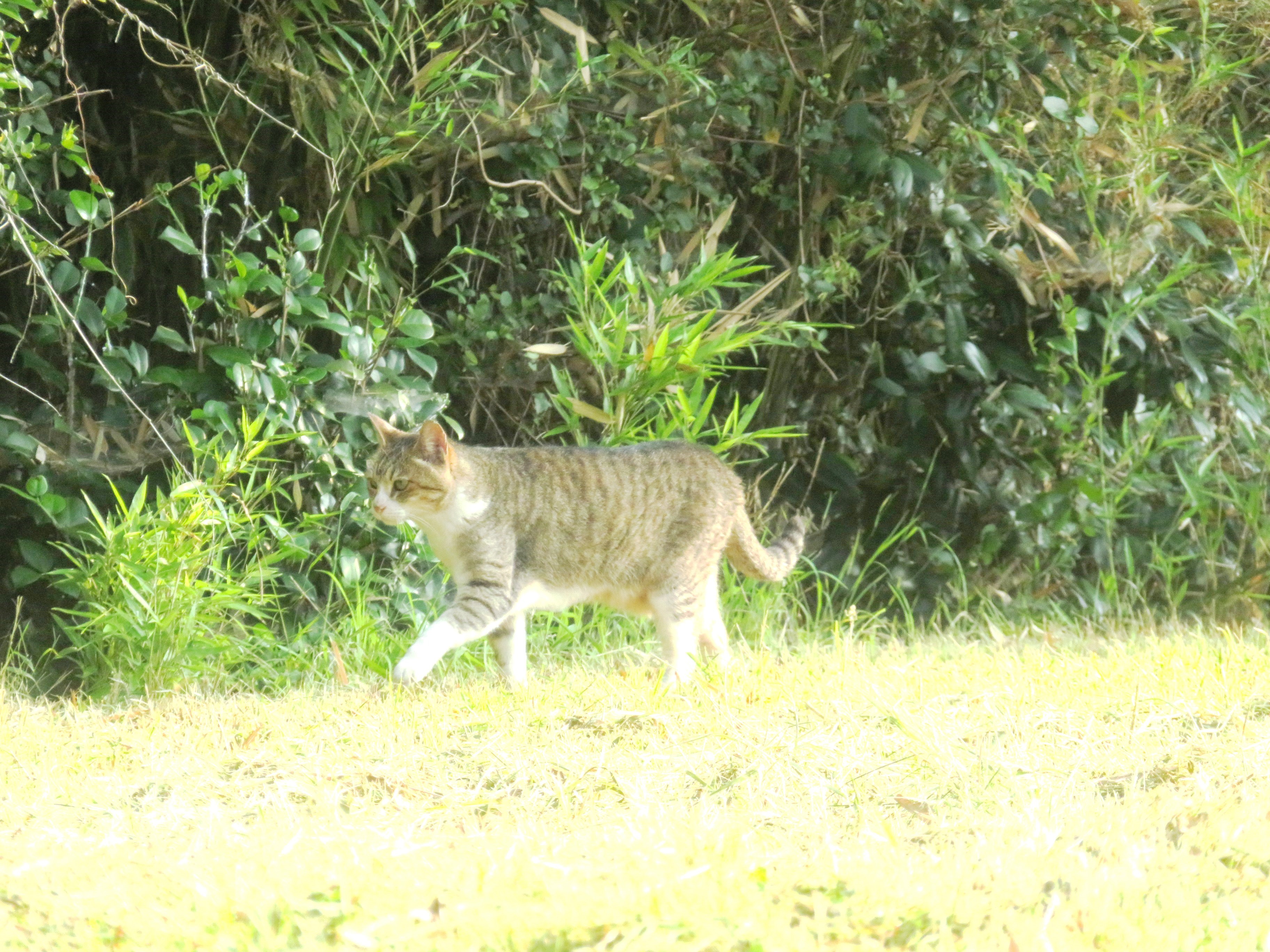 ねこ、風太　巡回