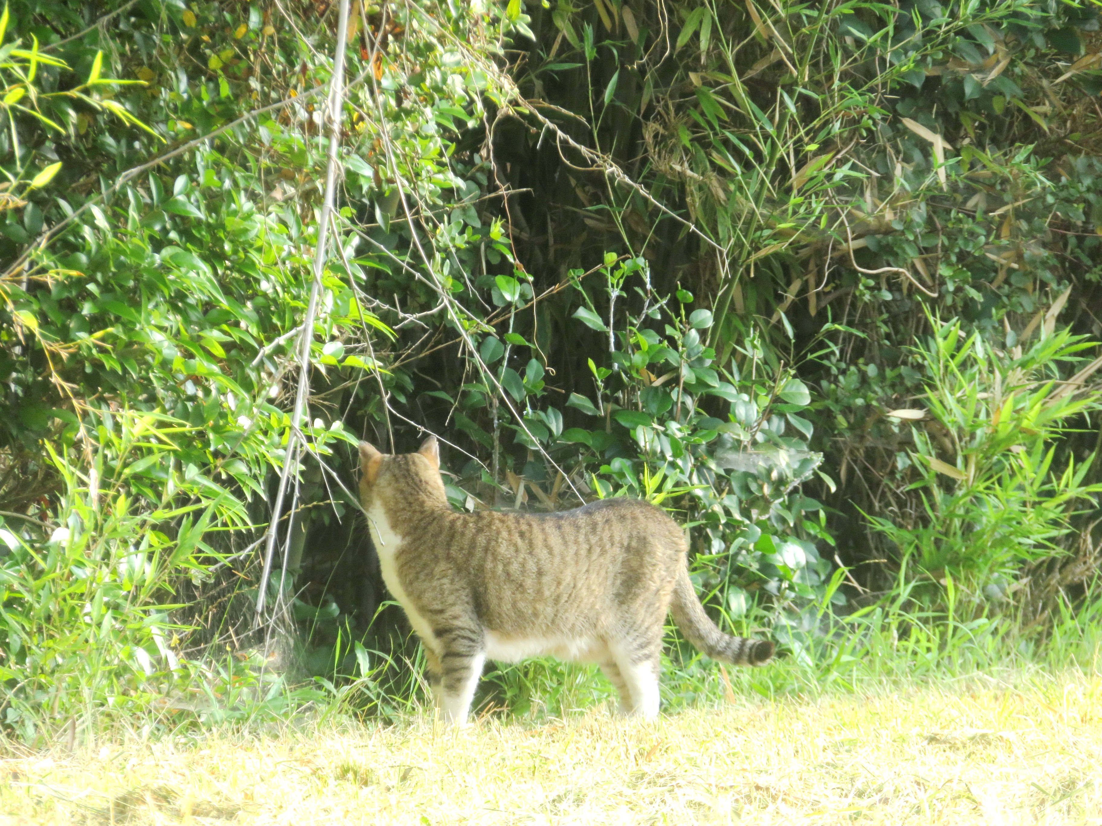 ねこ、風太　巡回