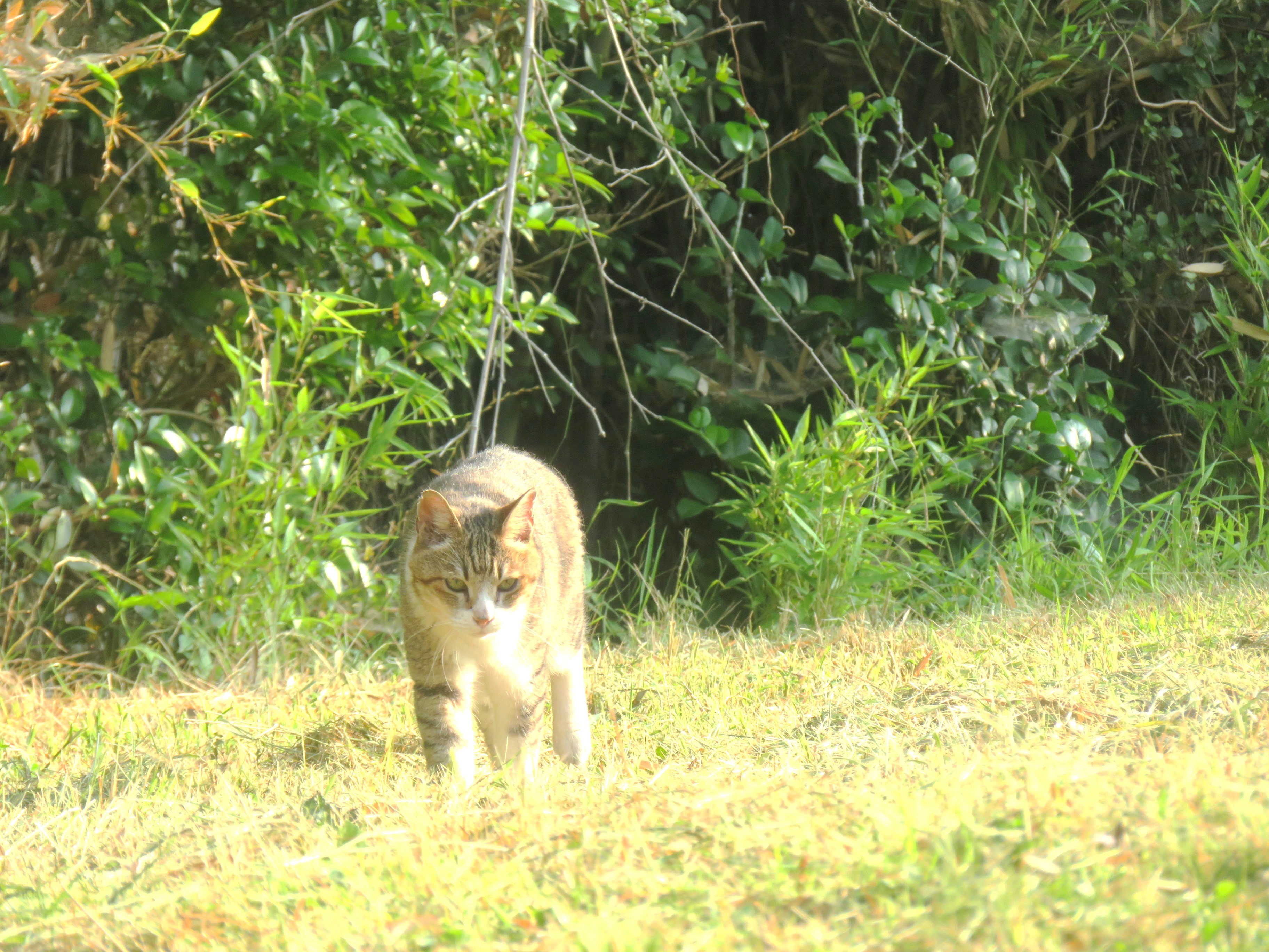 ねこ、風太　巡回