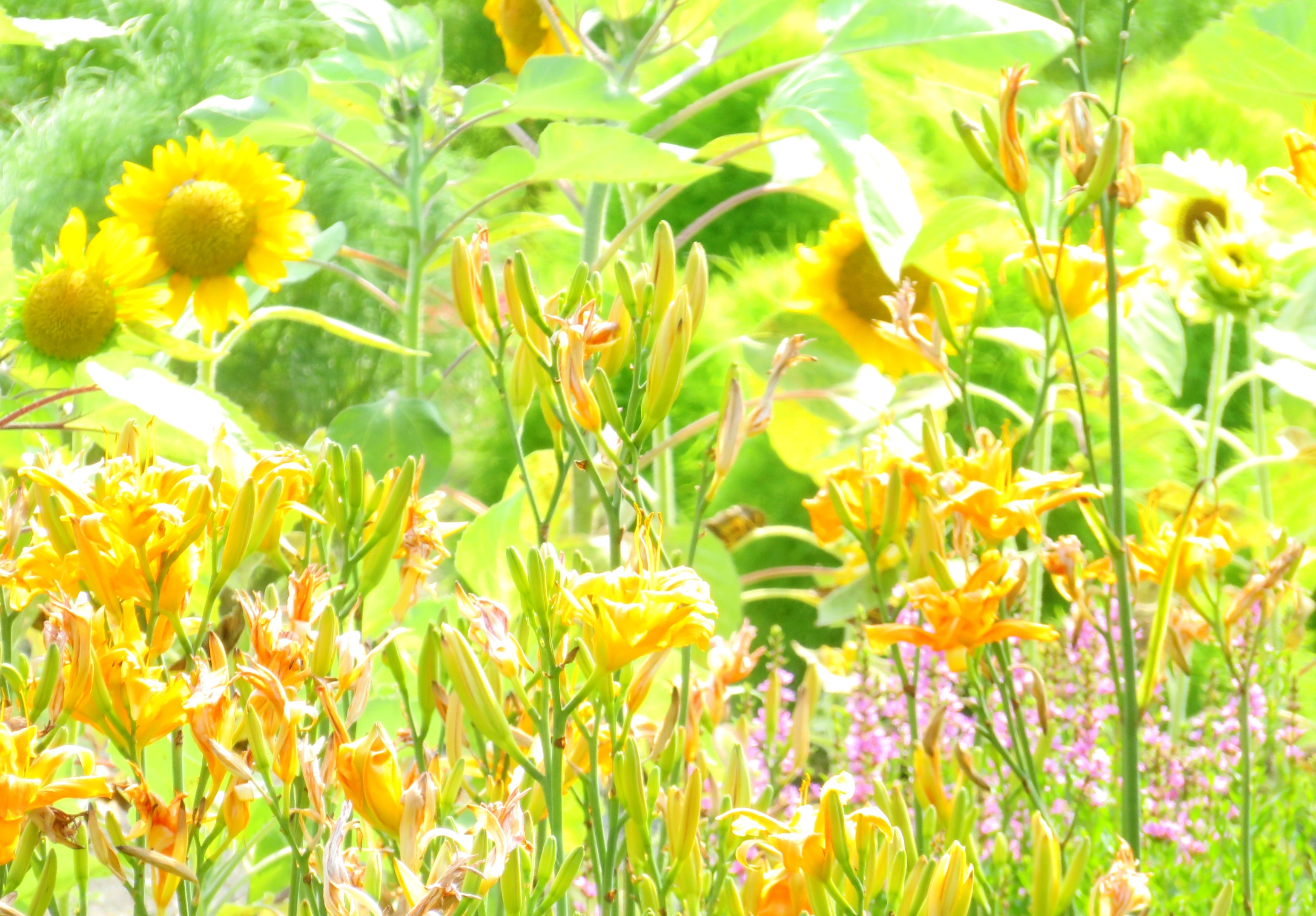 晩夏の畑花壇