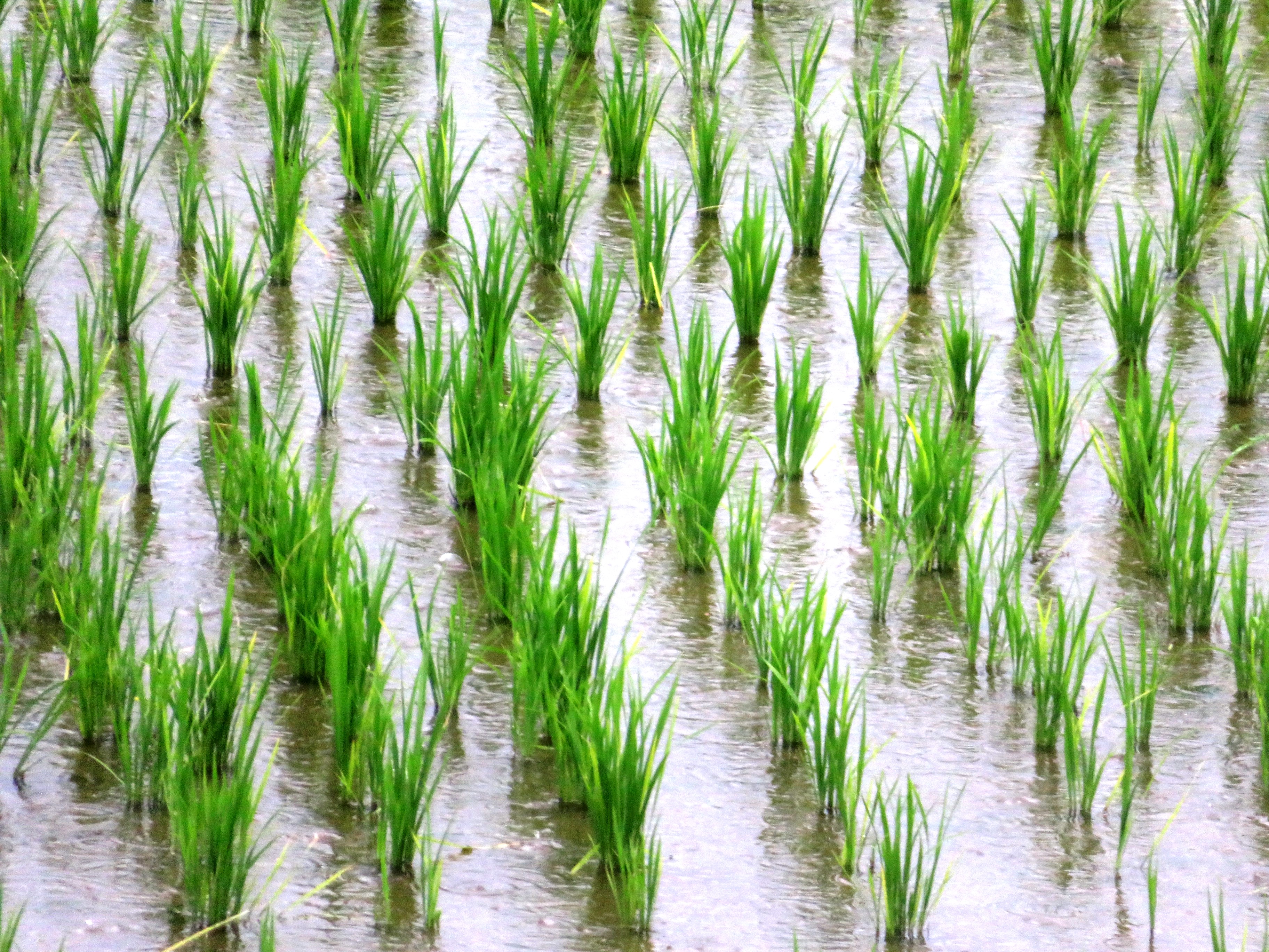 7月の慈雨