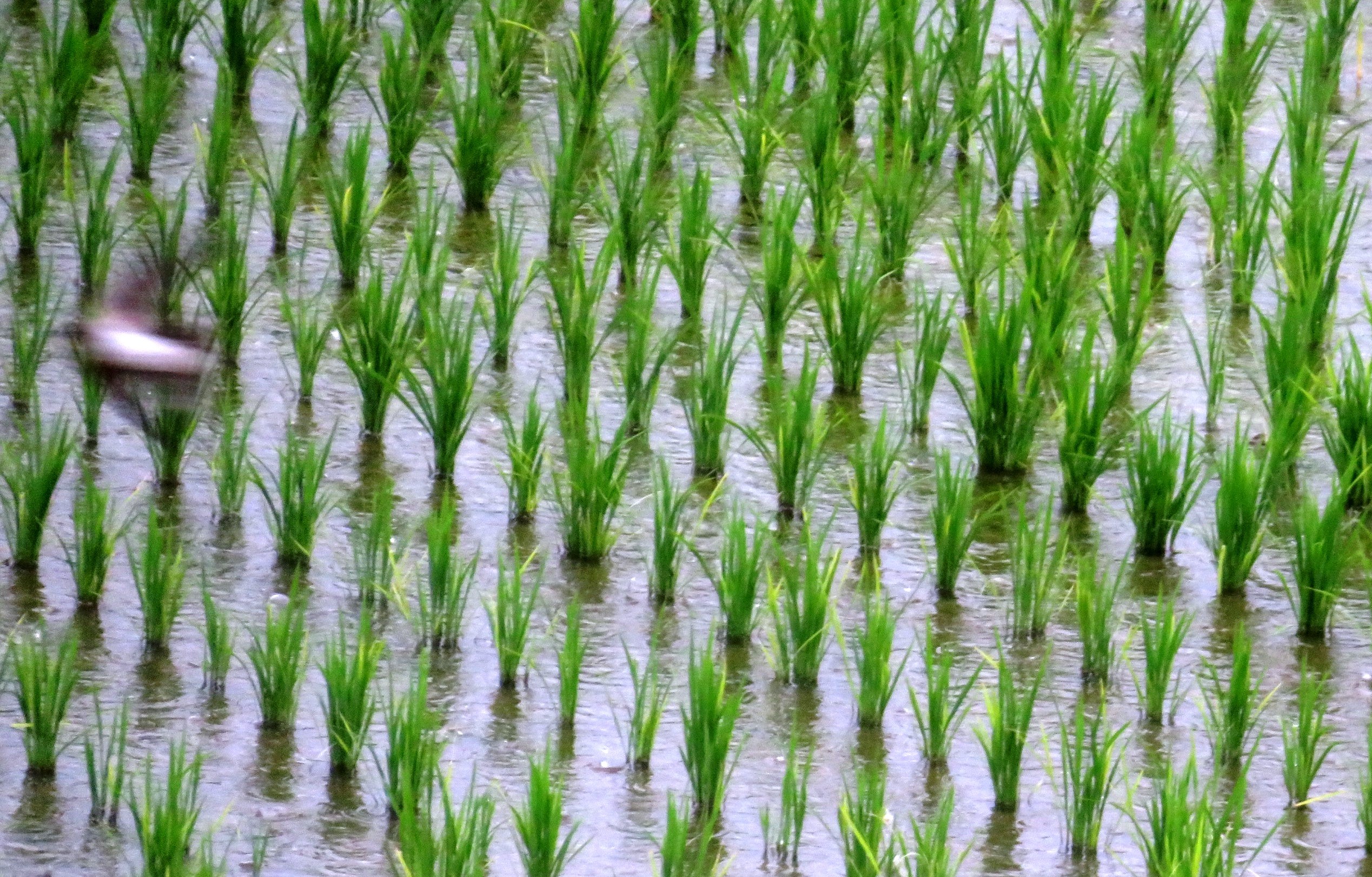 7月の慈雨
