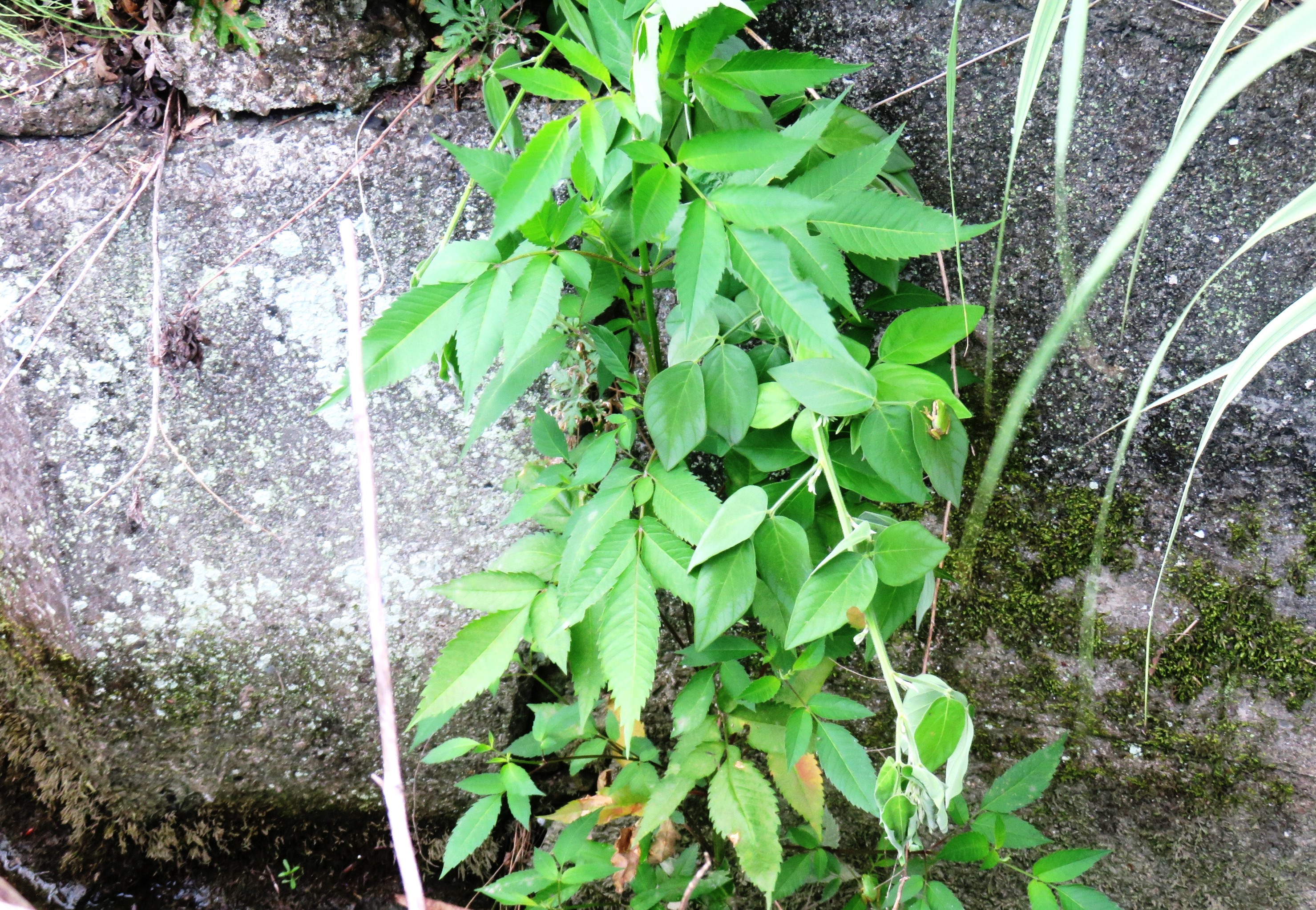 雨蛙