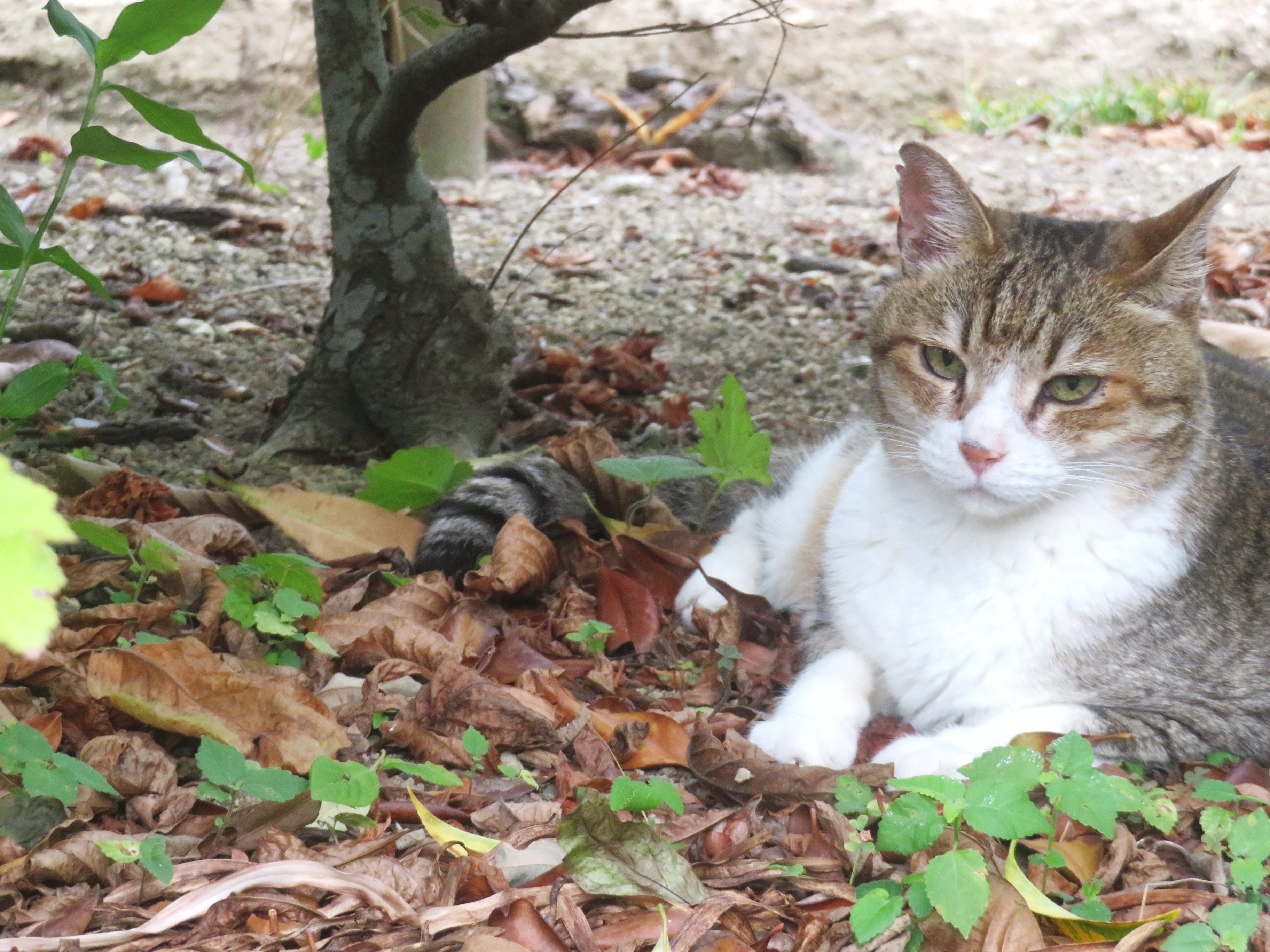 ねこ、風太 巡回