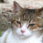 ねこ、風太　巡回