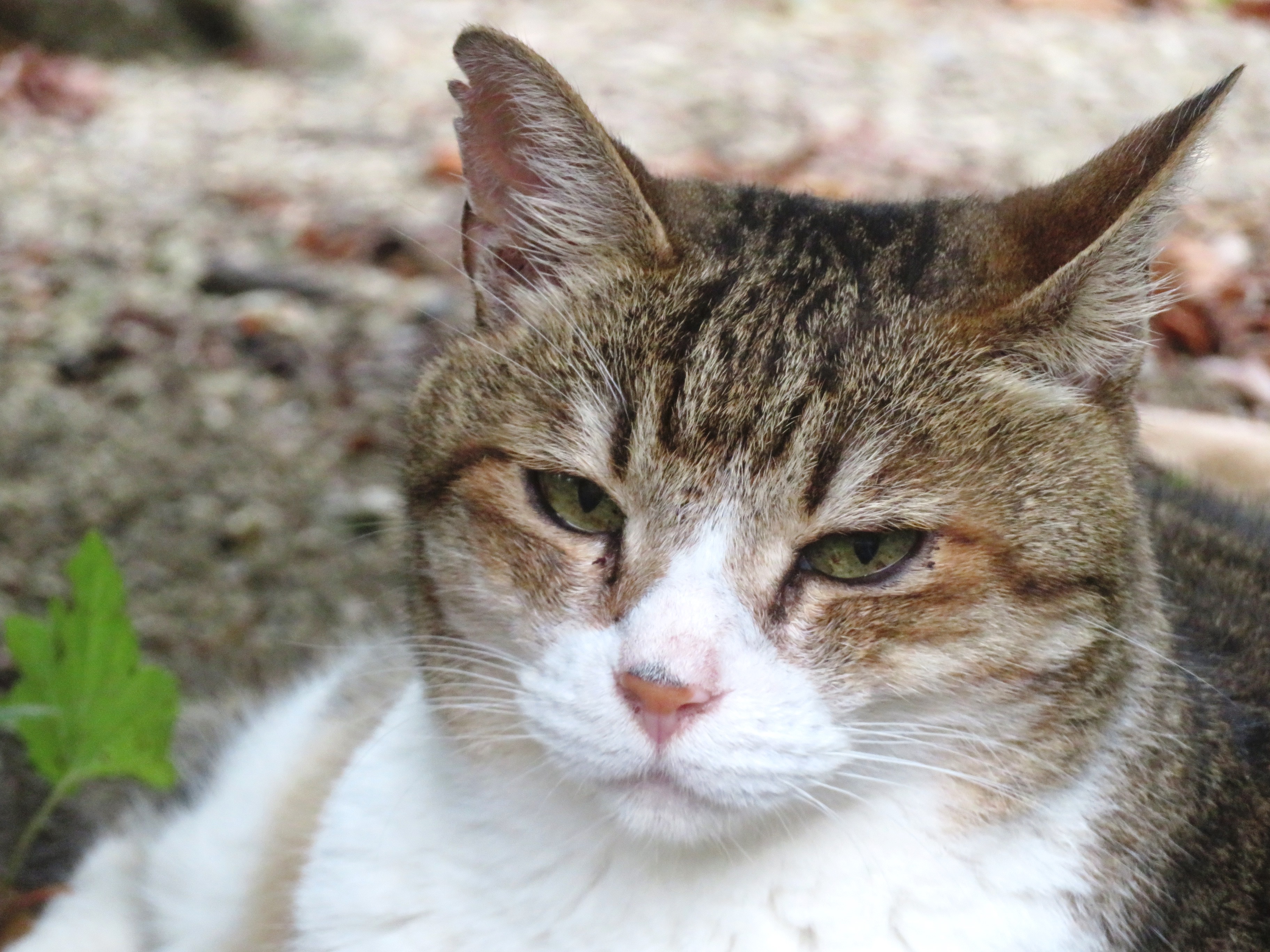 ねこ、風太 巡回