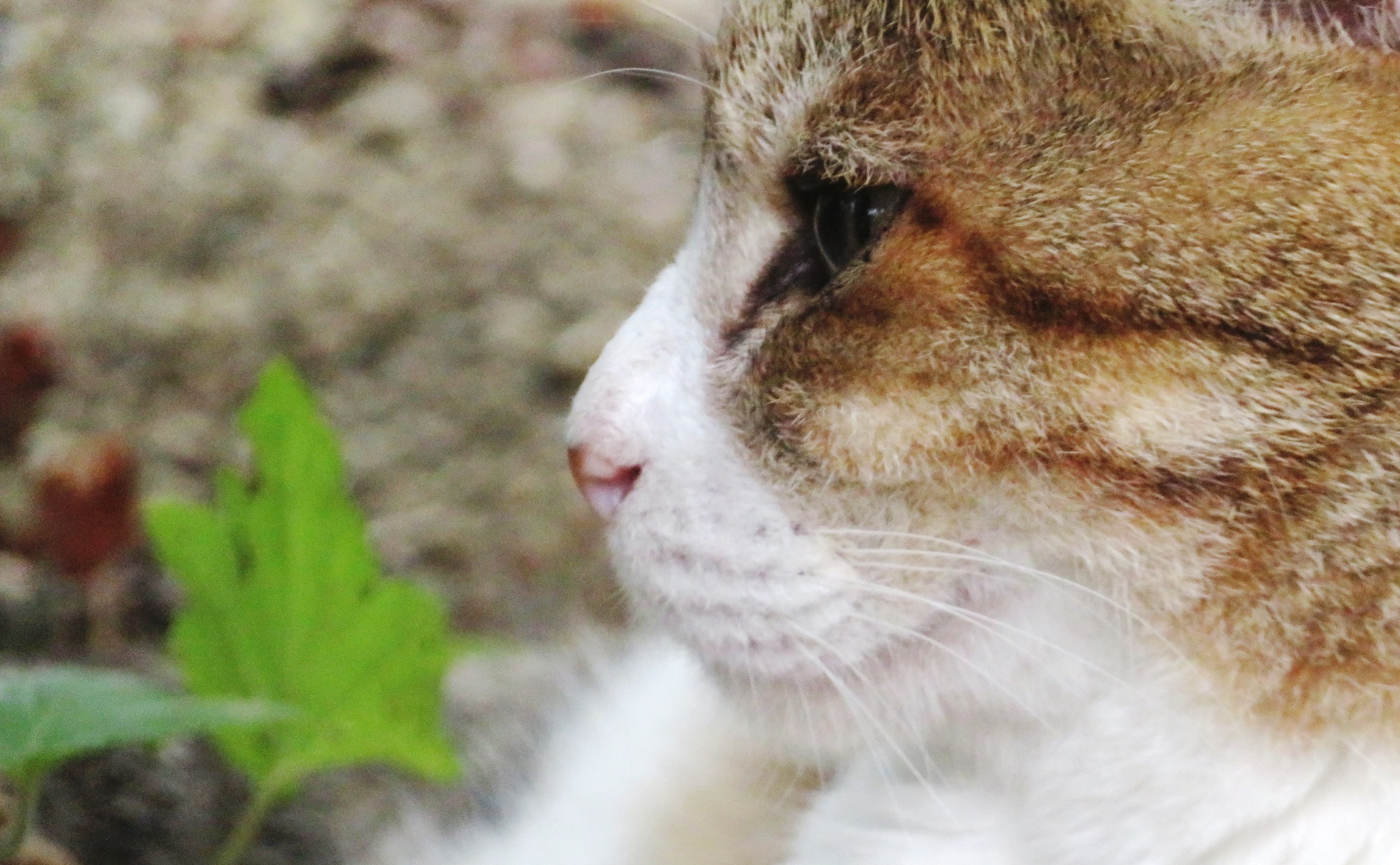 ねこ、風太 巡回