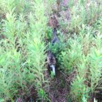 ねこ、風太　巡回