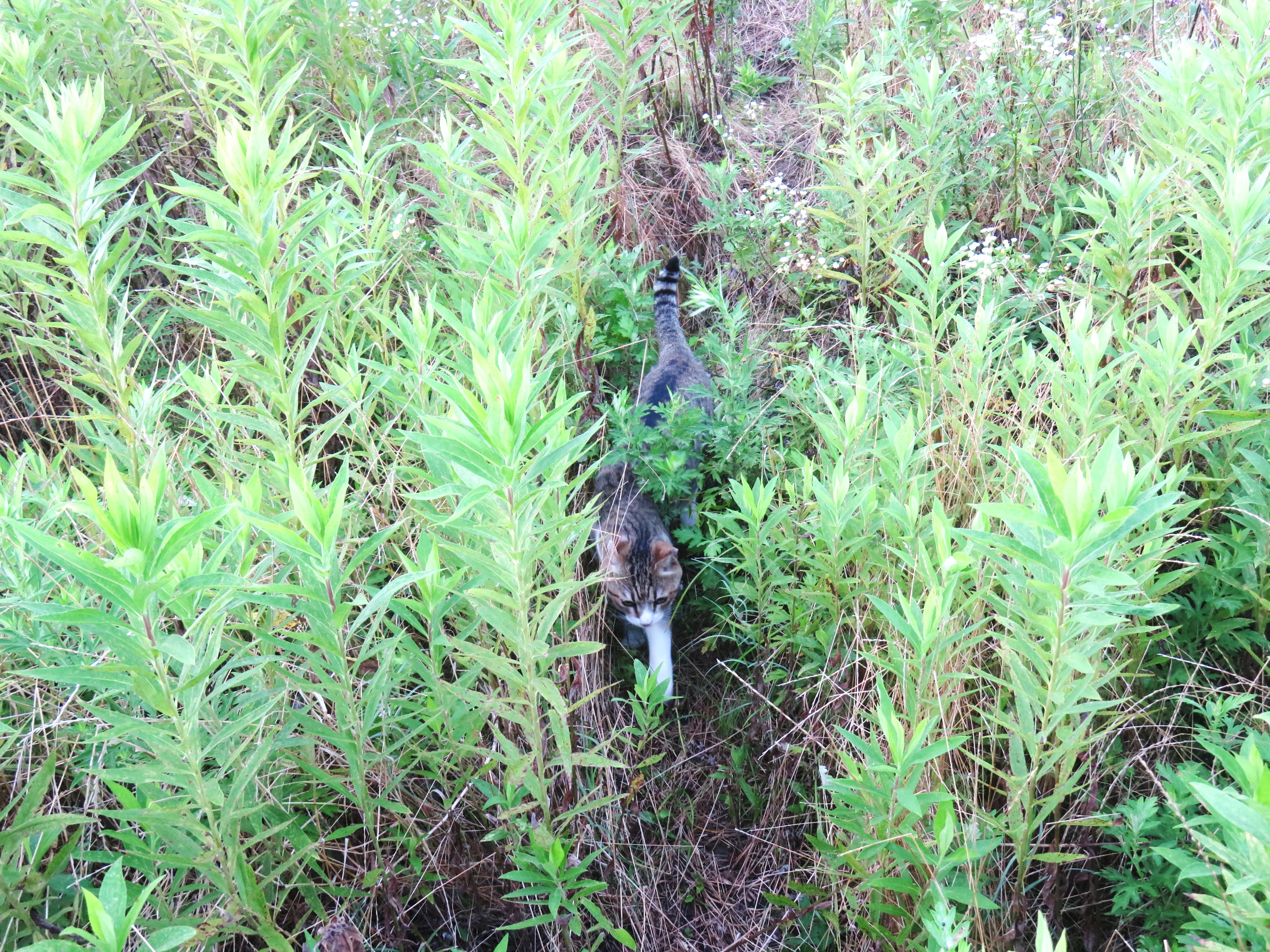ねこ、風太　巡回