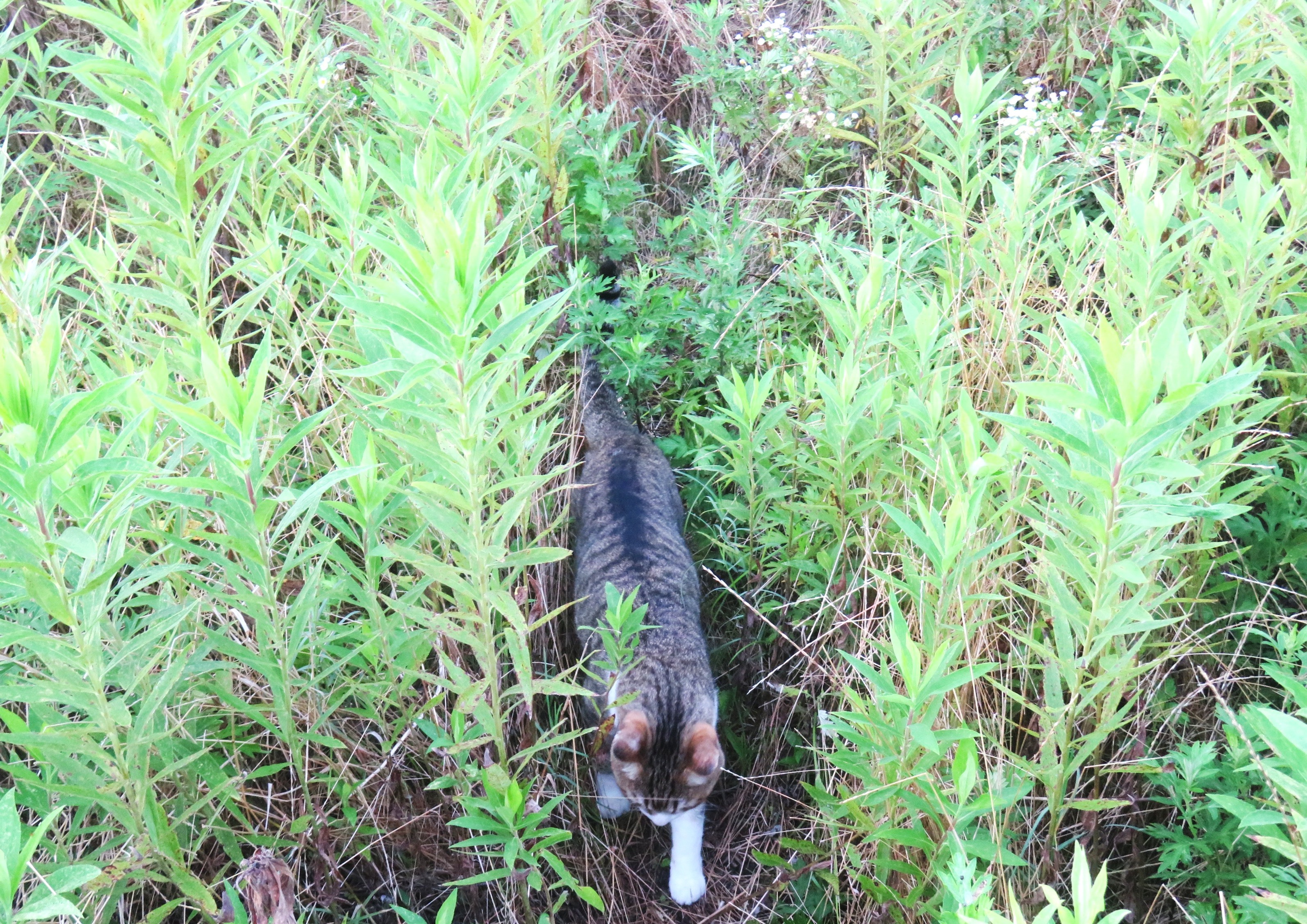 ねこ、風太　巡回