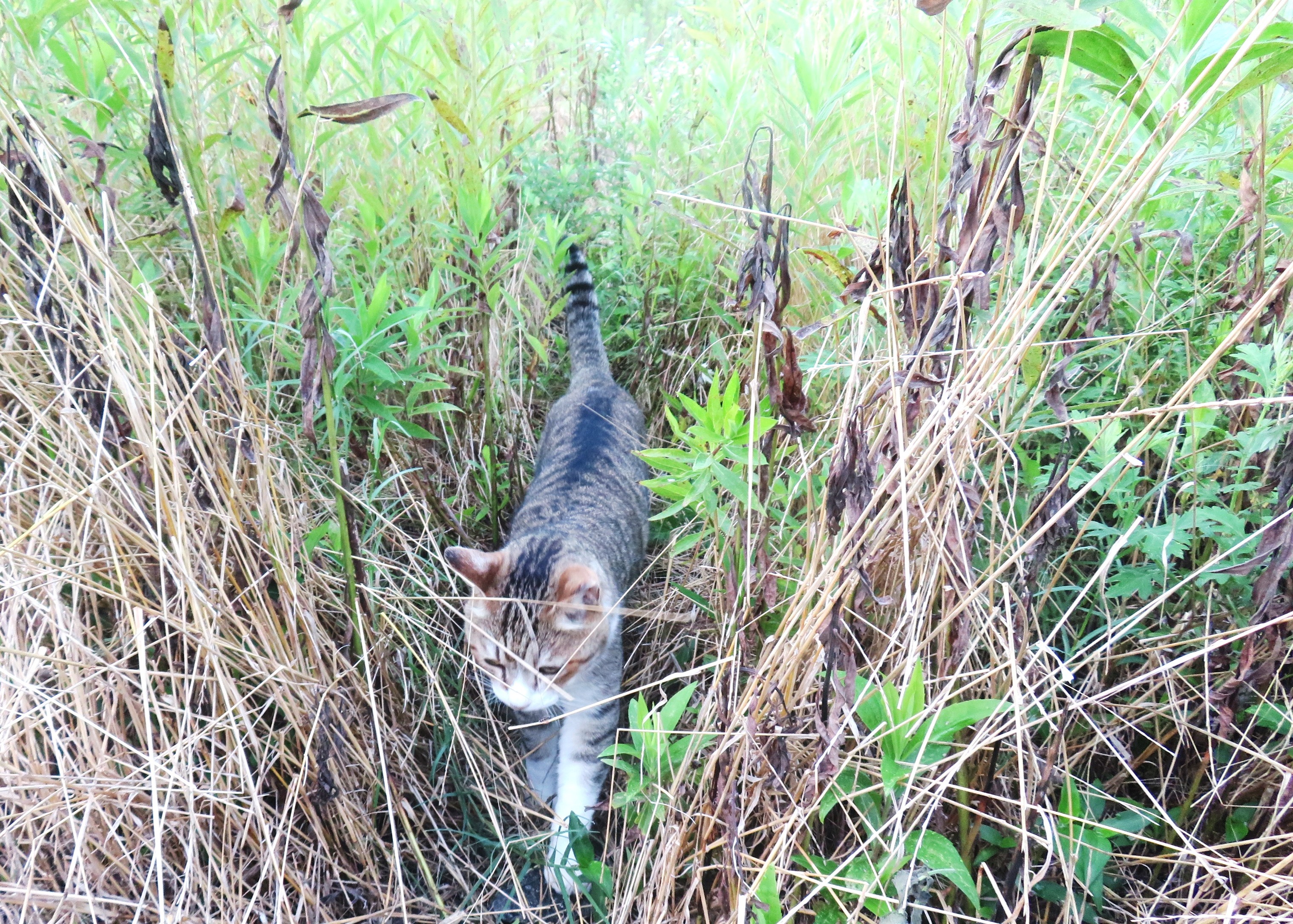 ねこ、風太　巡回