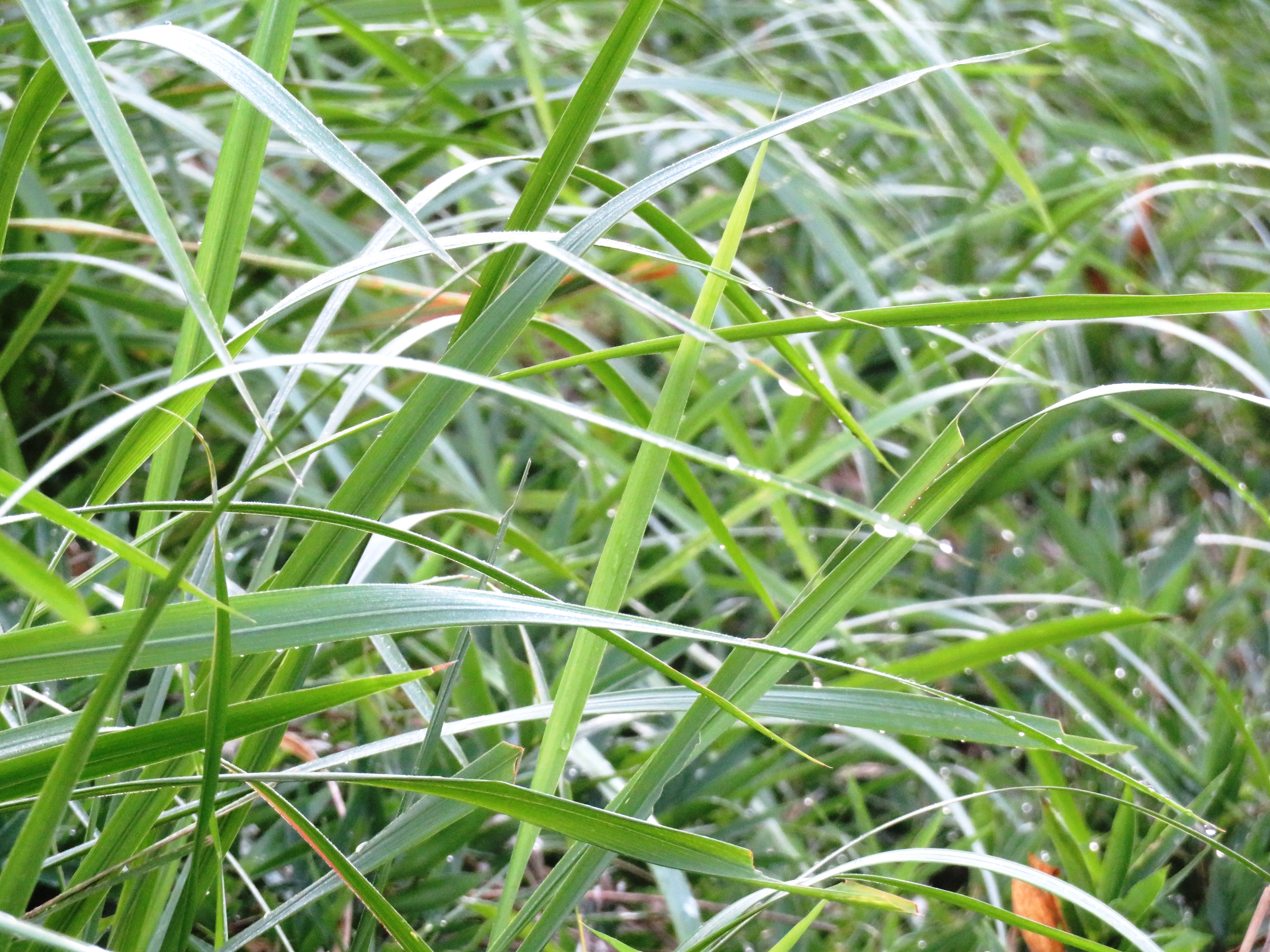 朝露
