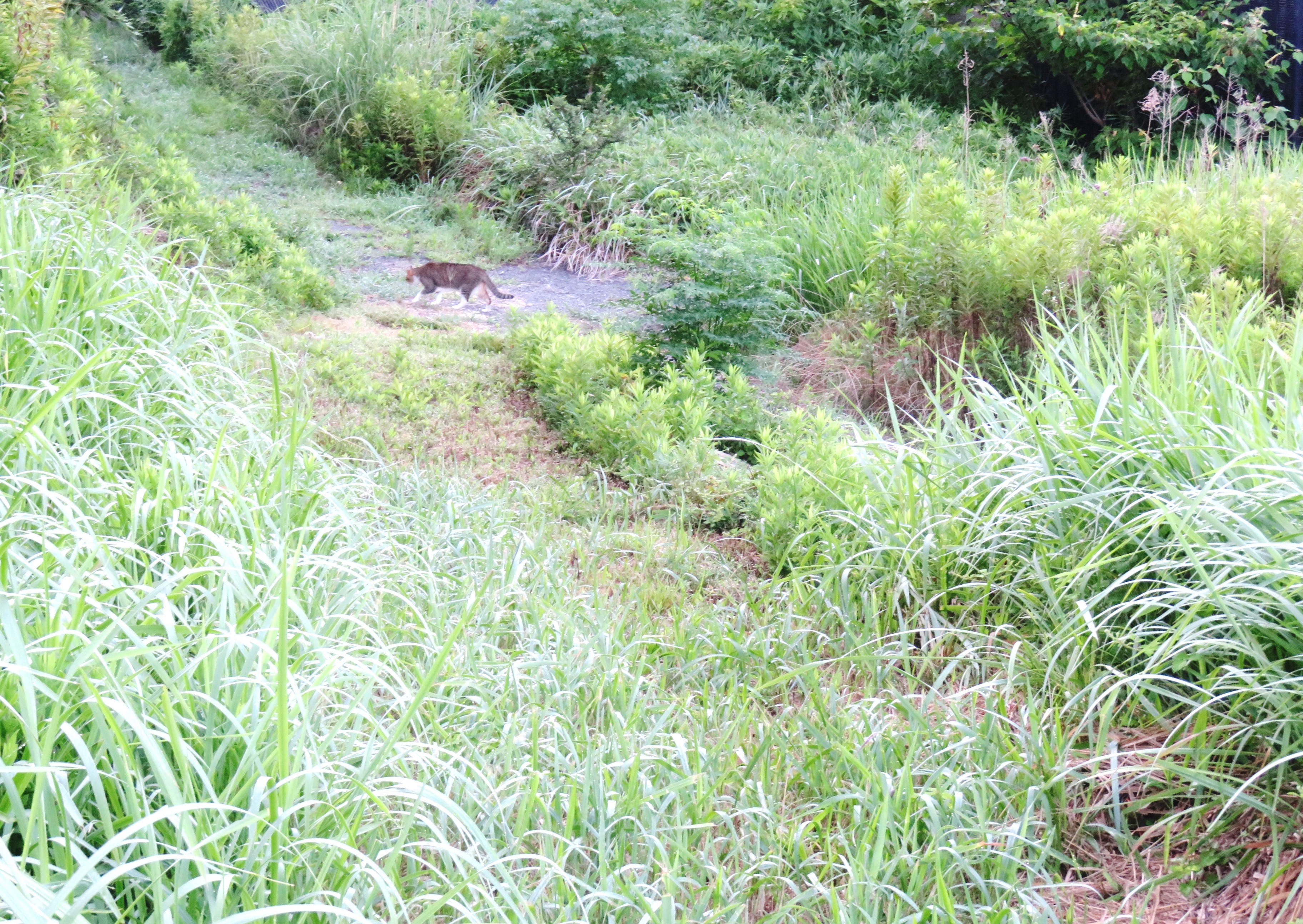 ねこ、風太 巡回