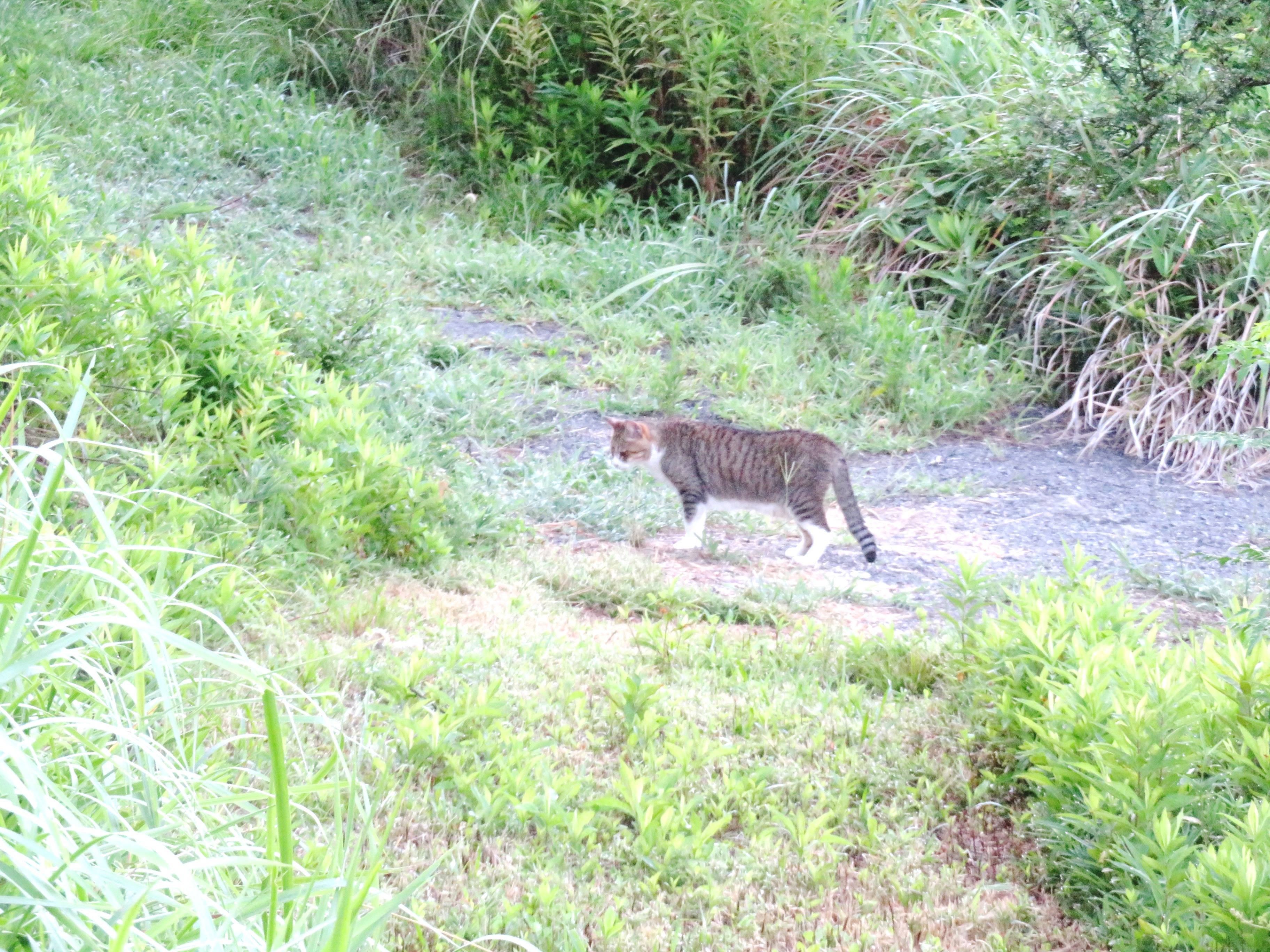 ねこ、風太 巡回