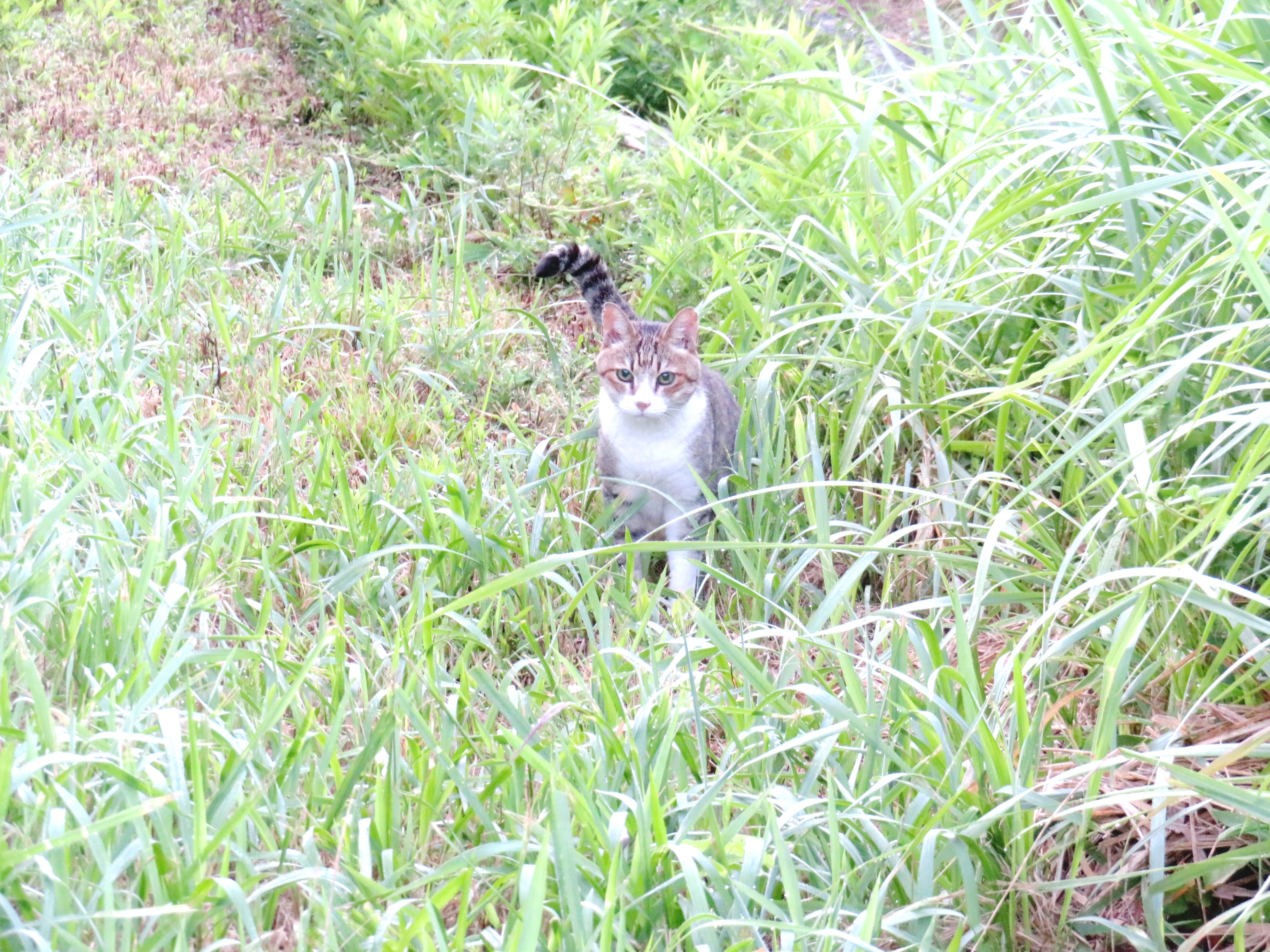 ねこ、風太 巡回
