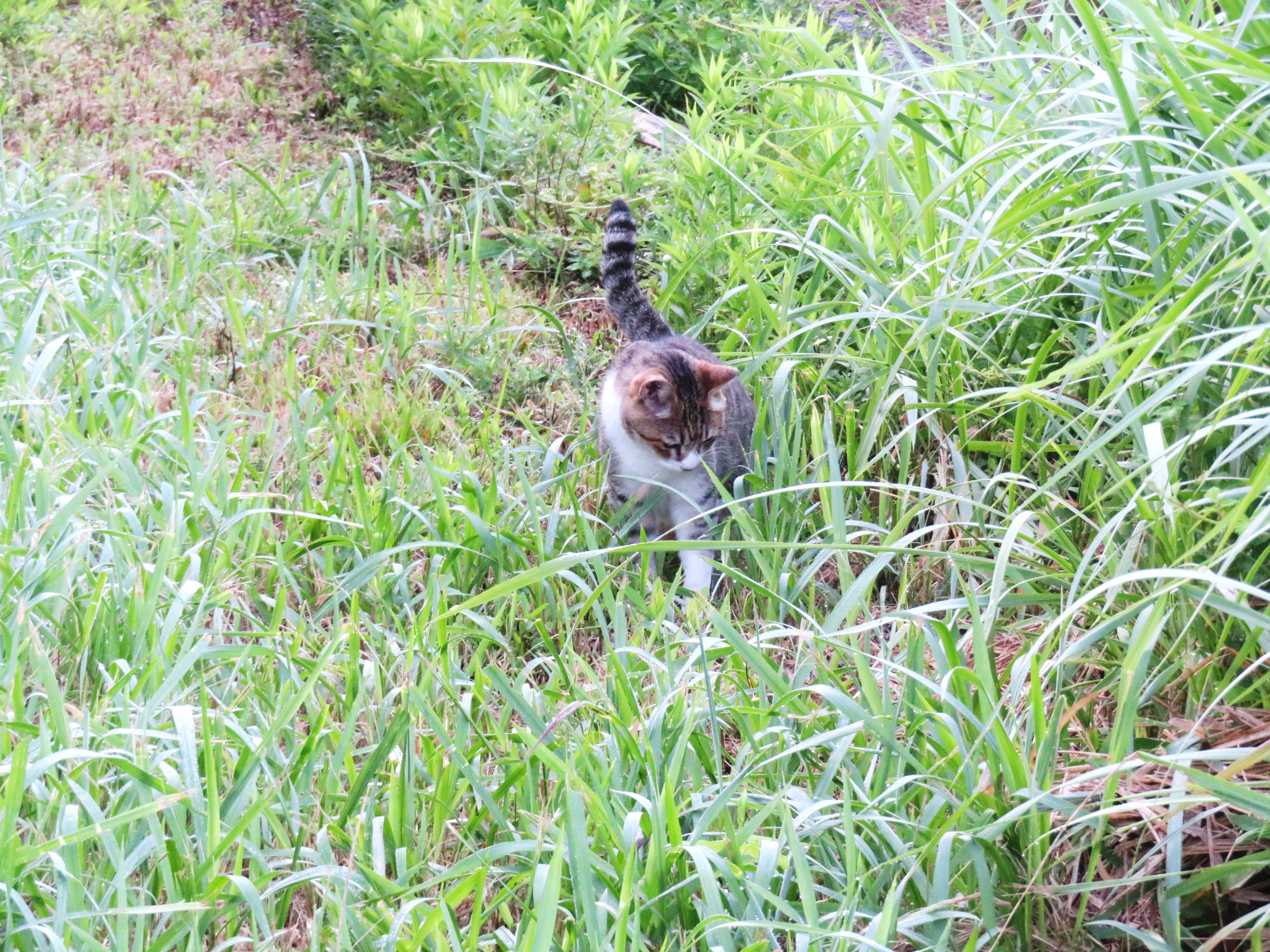 ねこ、風太 巡回