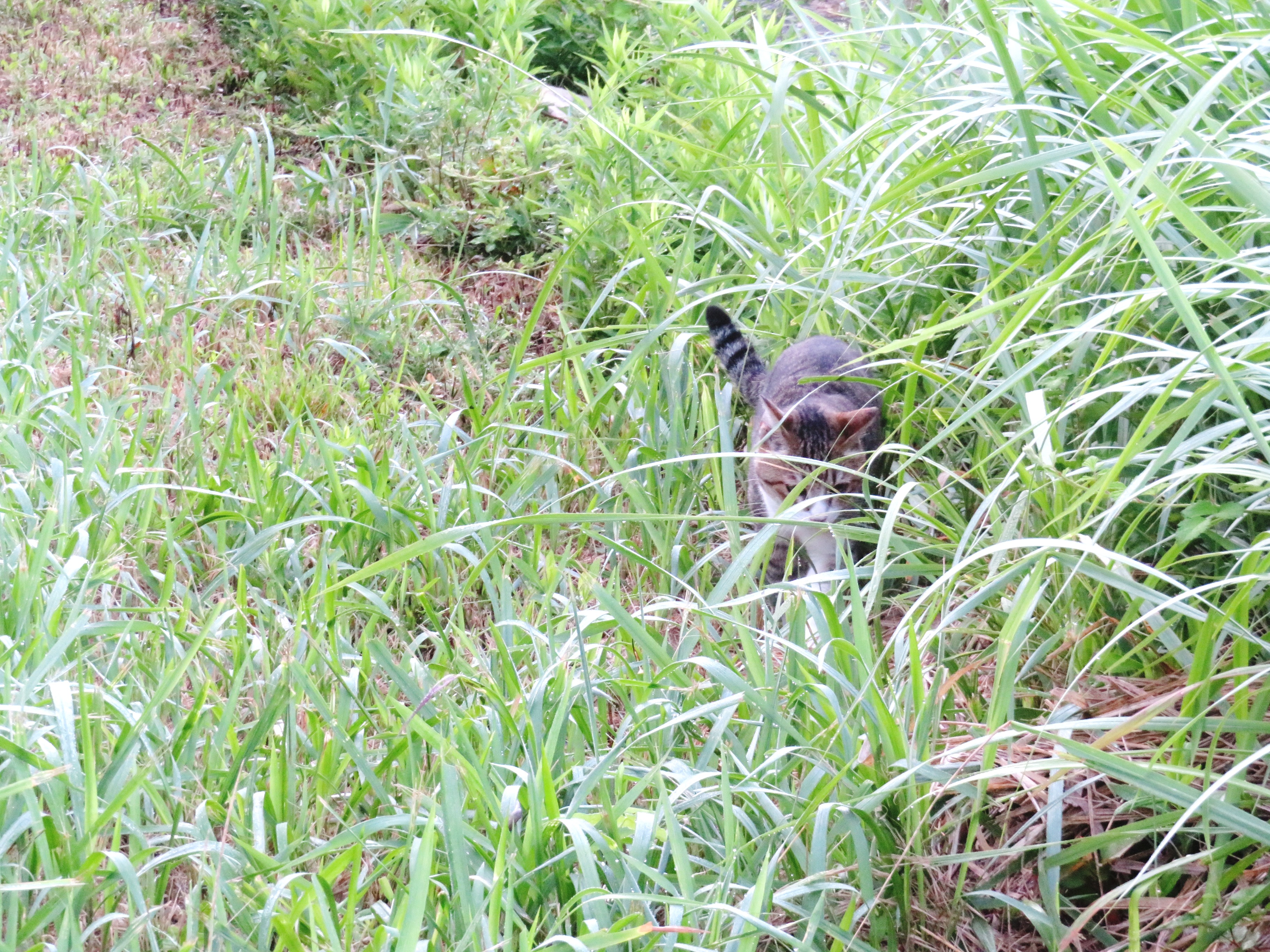 ねこ、風太 巡回