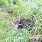 ねこ、風太　巡回
