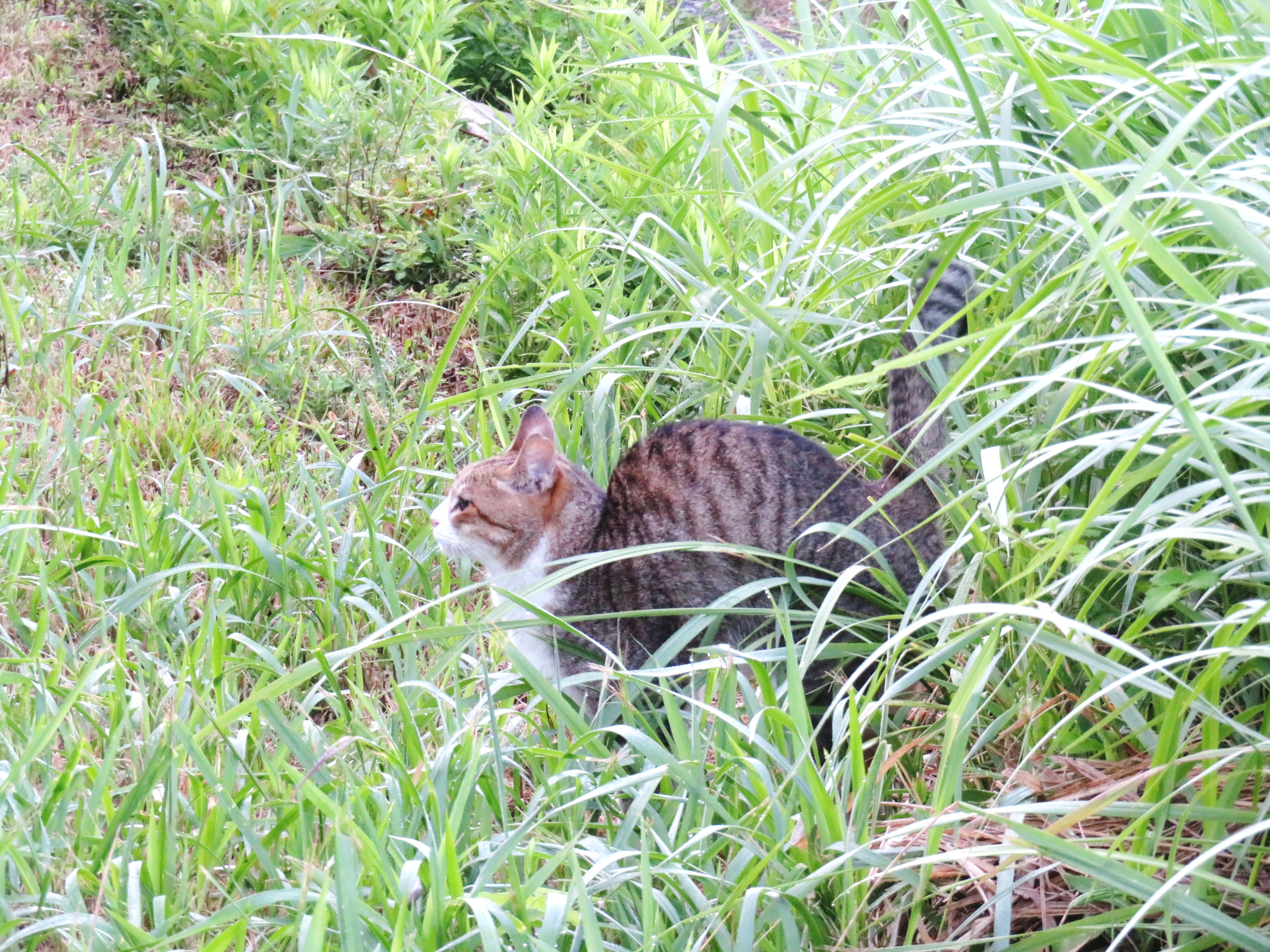 ねこ、風太 巡回