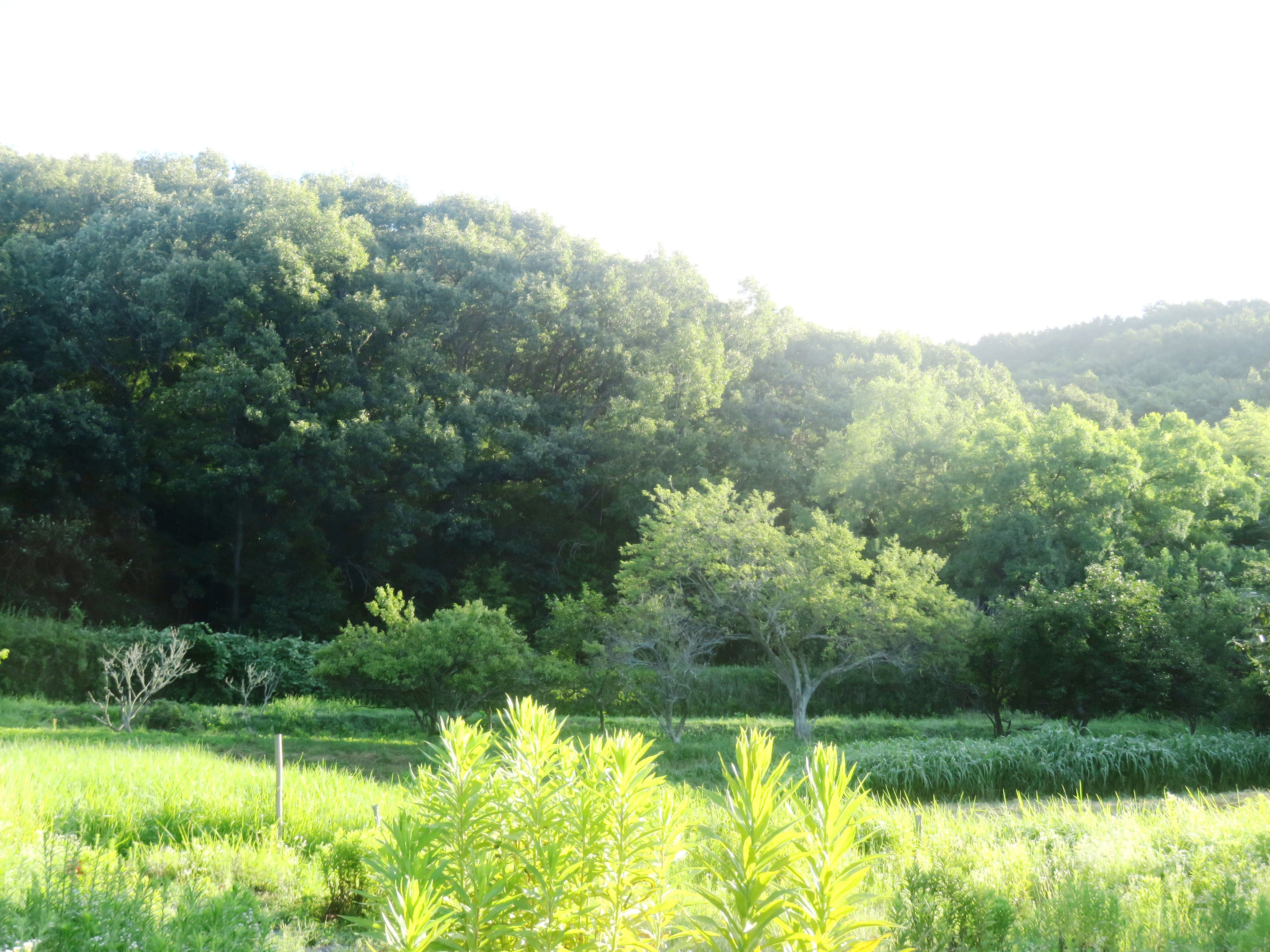 晩夏の朝