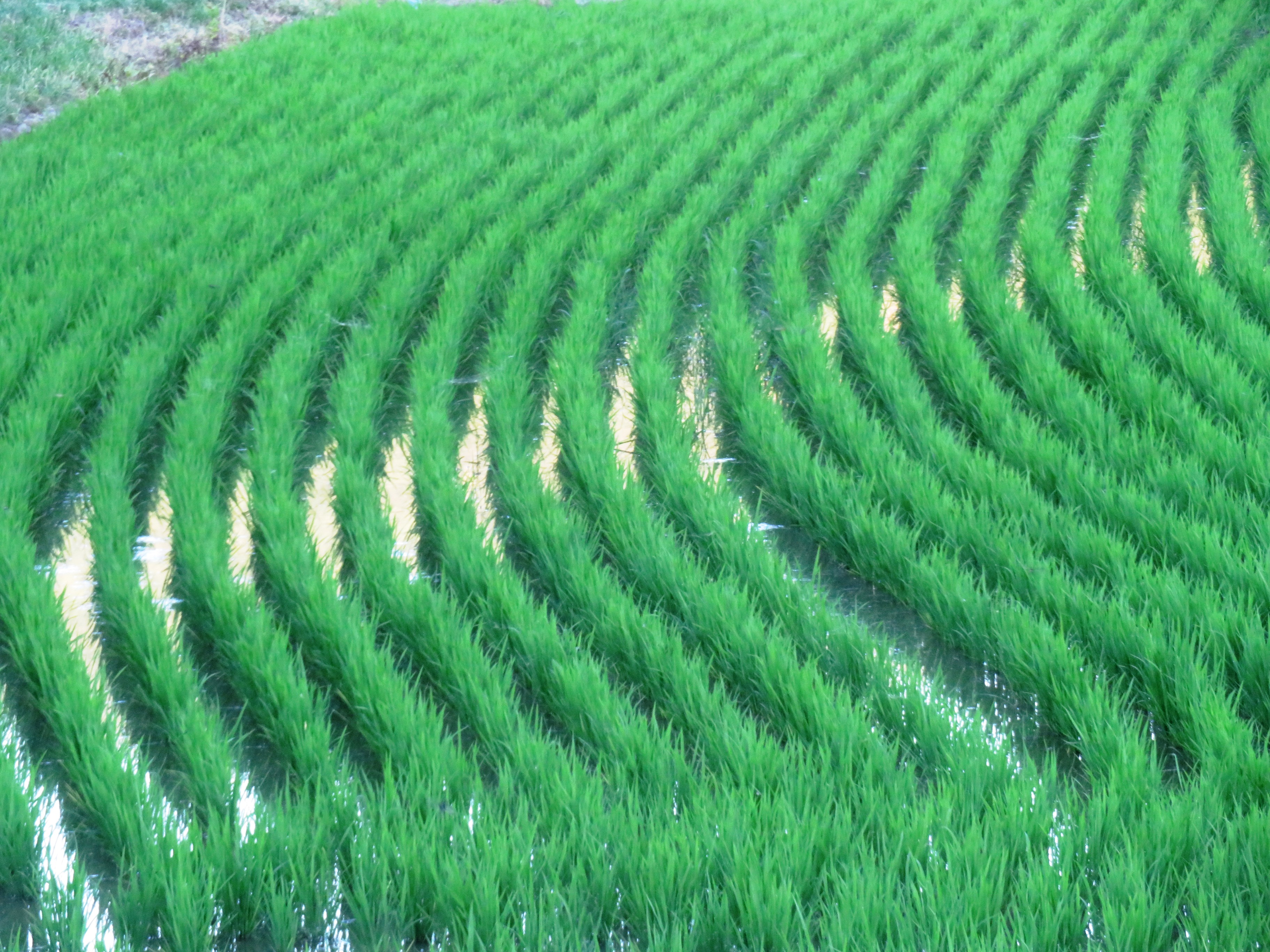 晩夏の田んぼ 夕刻