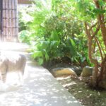 ねこ、風太　巡回
