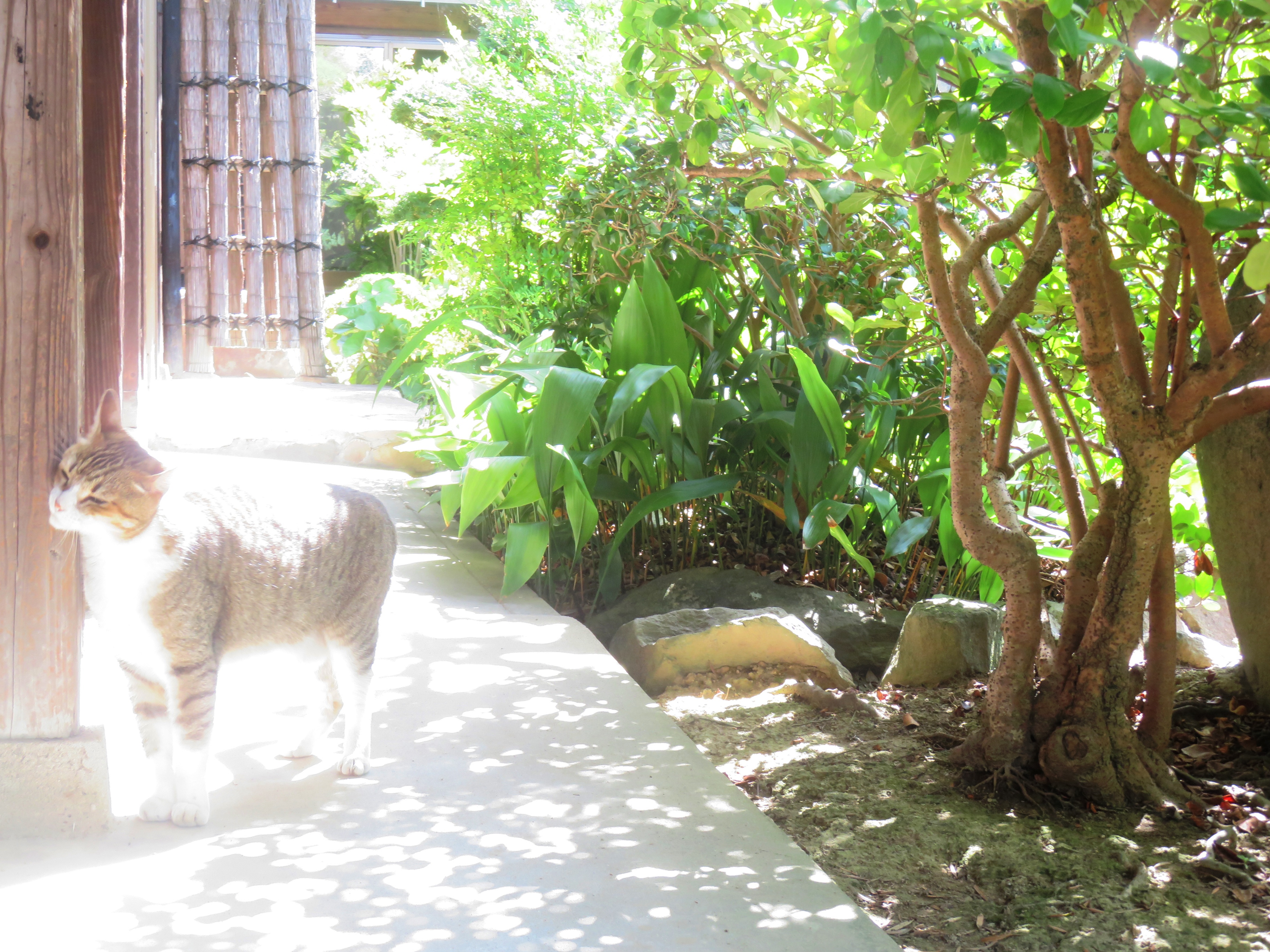 ねこ、風太 巡回
