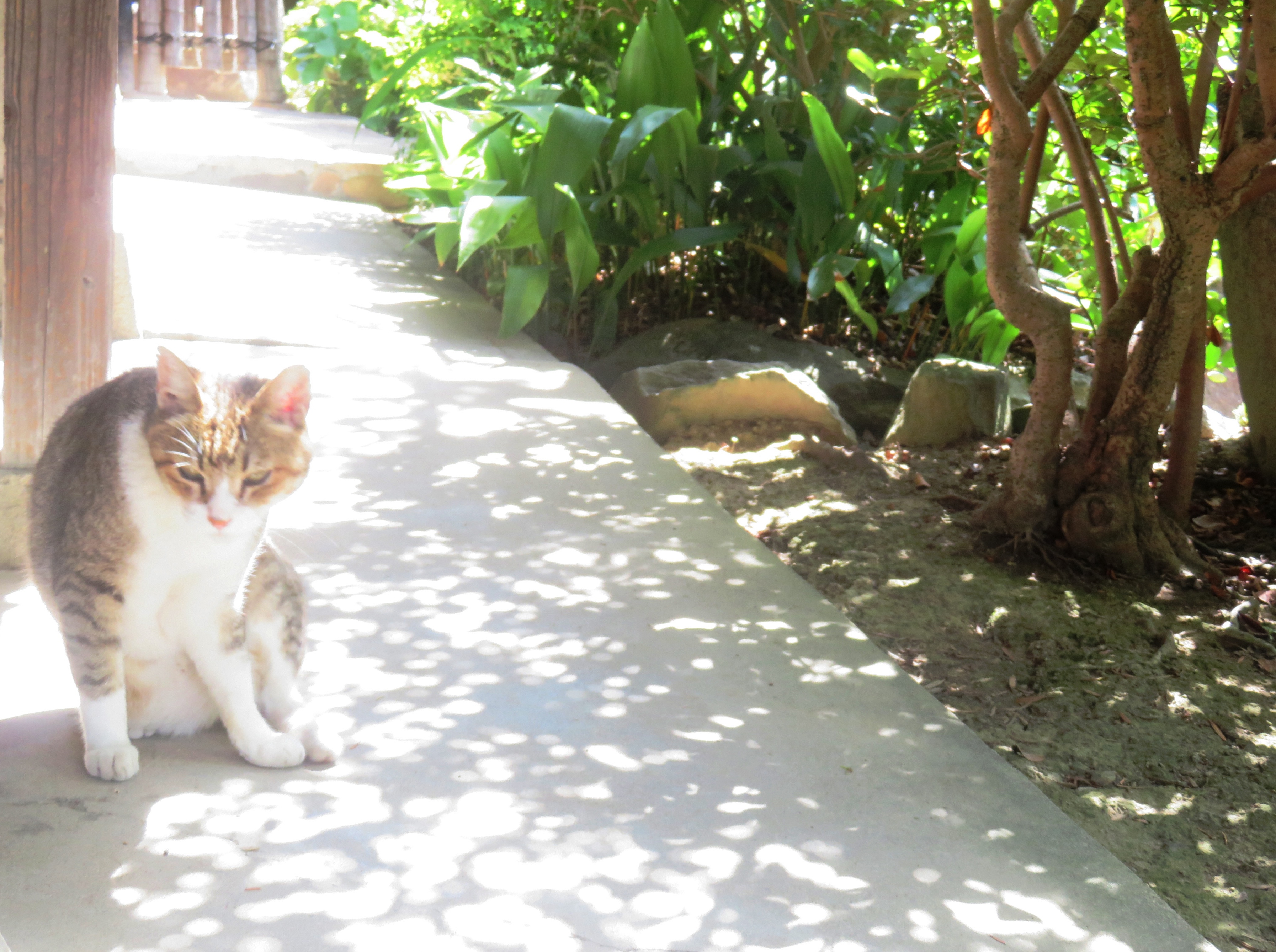 ねこ、風太 巡回
