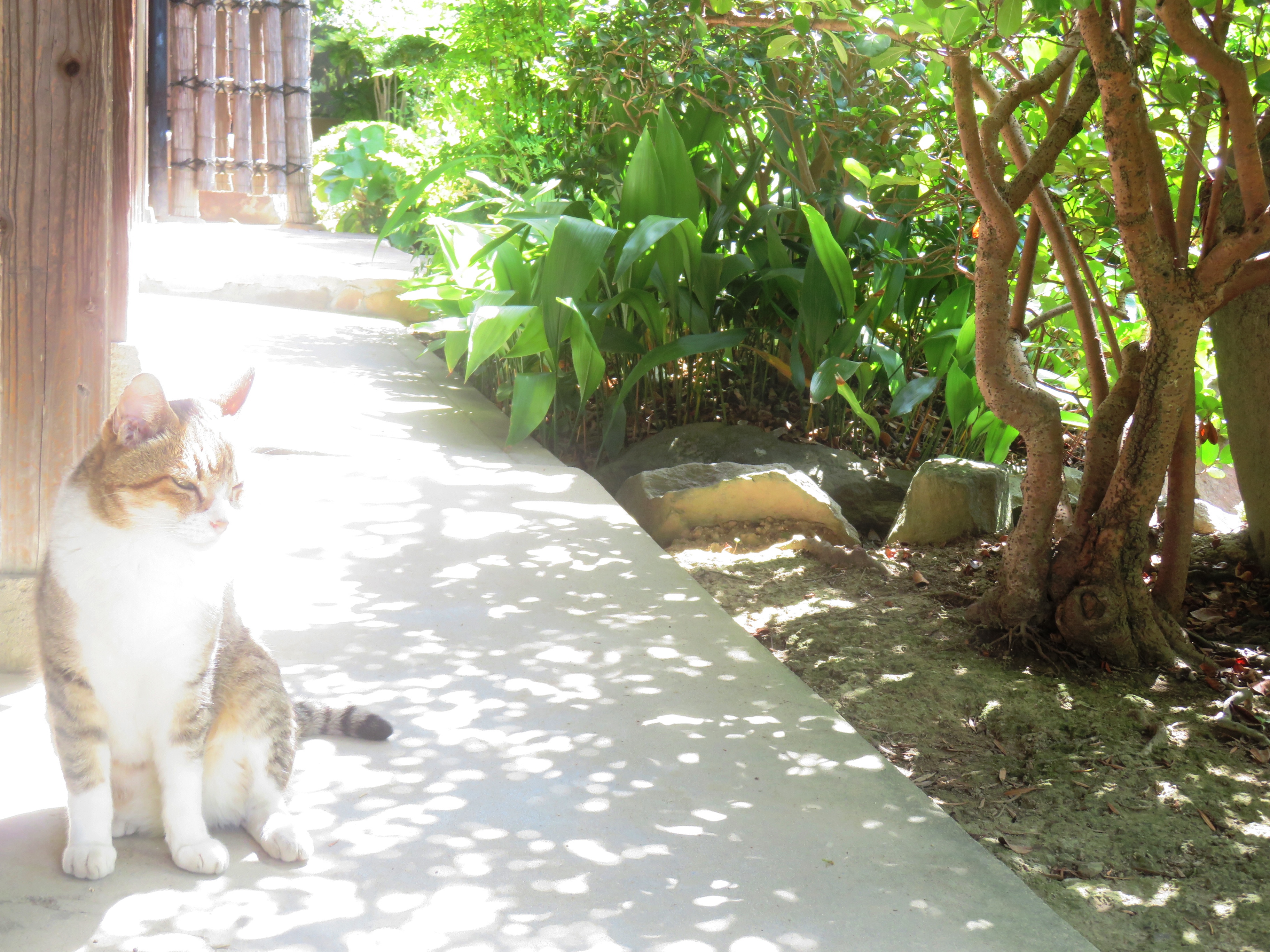 ねこ、風太 巡回