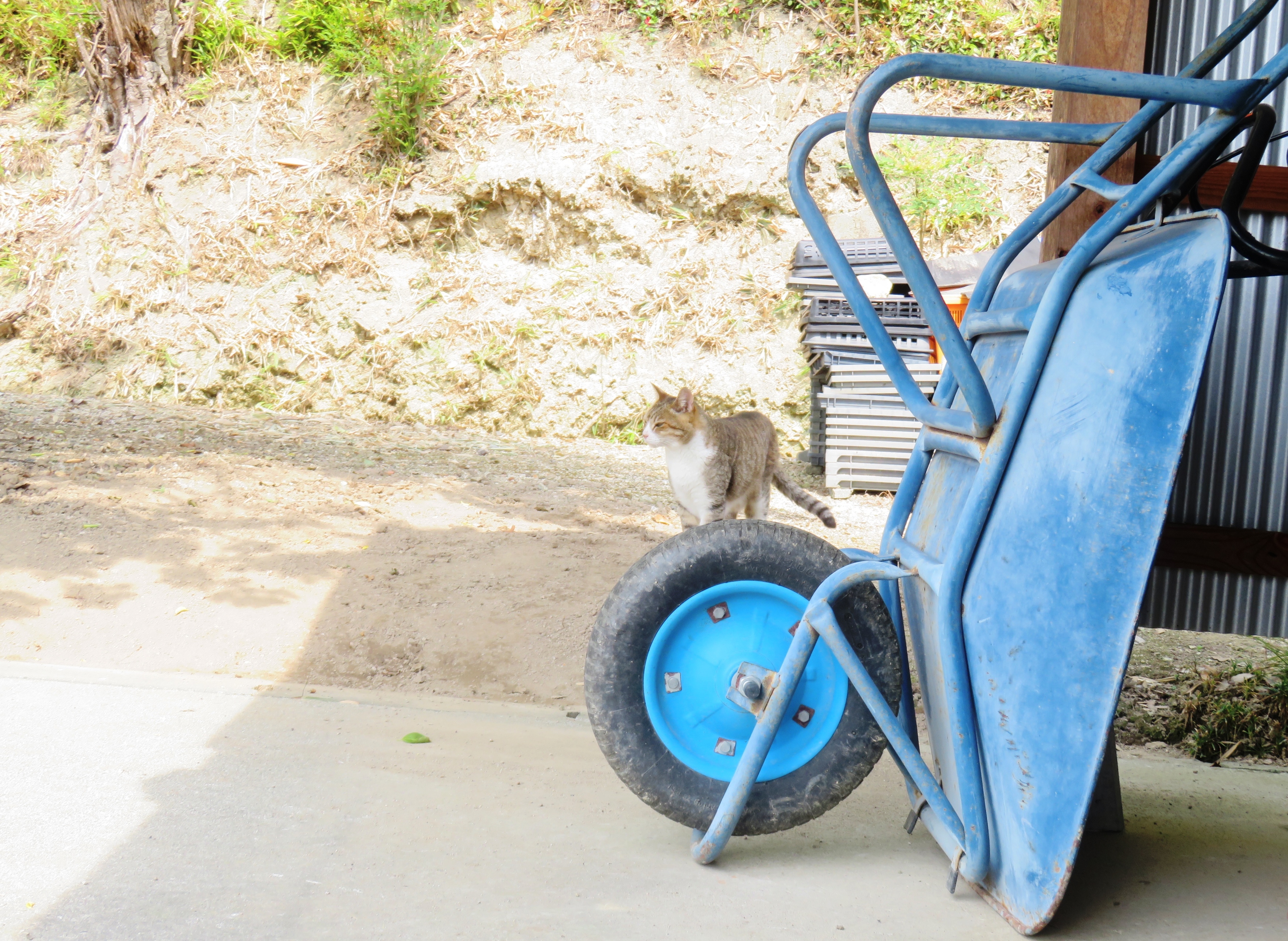 ねこ、風太 巡回