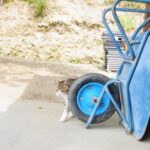 ねこ、風太　巡回