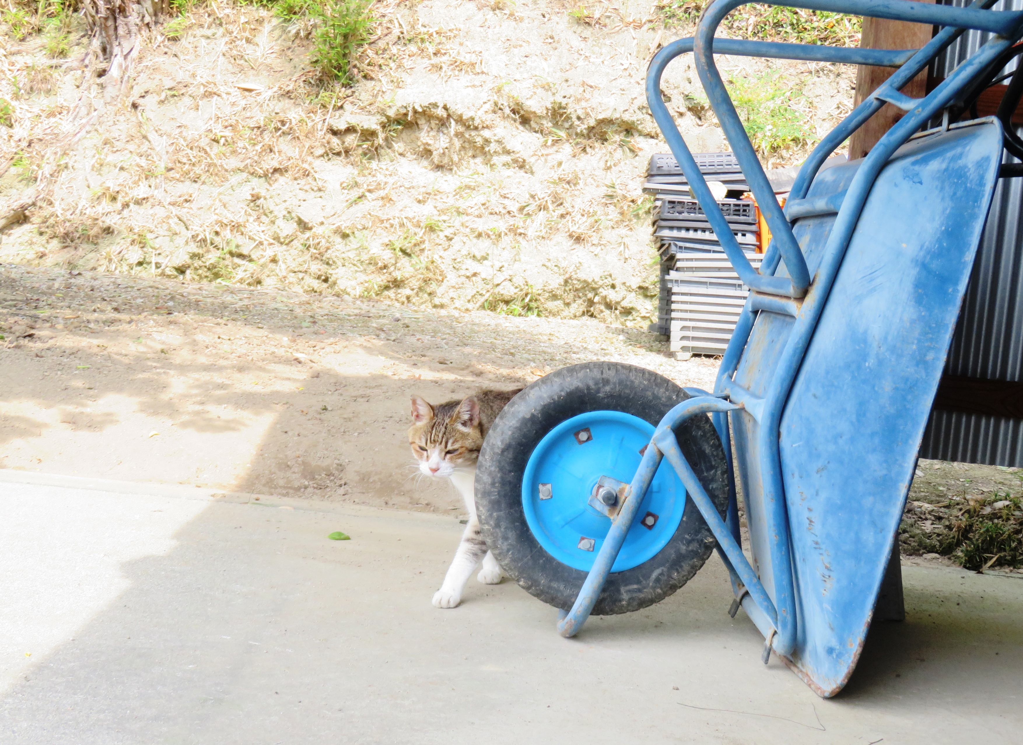 ねこ、風太 巡回