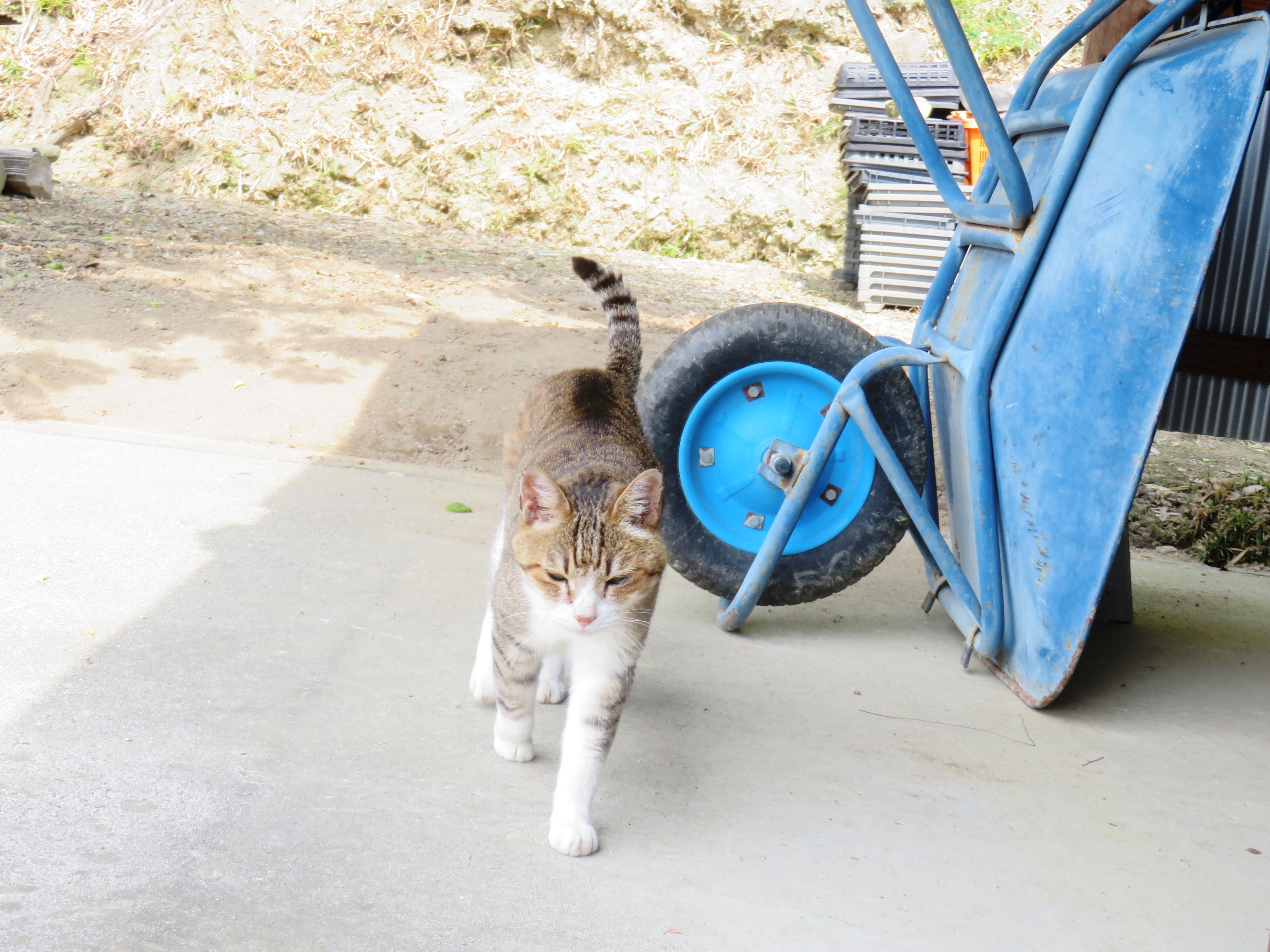 ねこ、風太 巡回