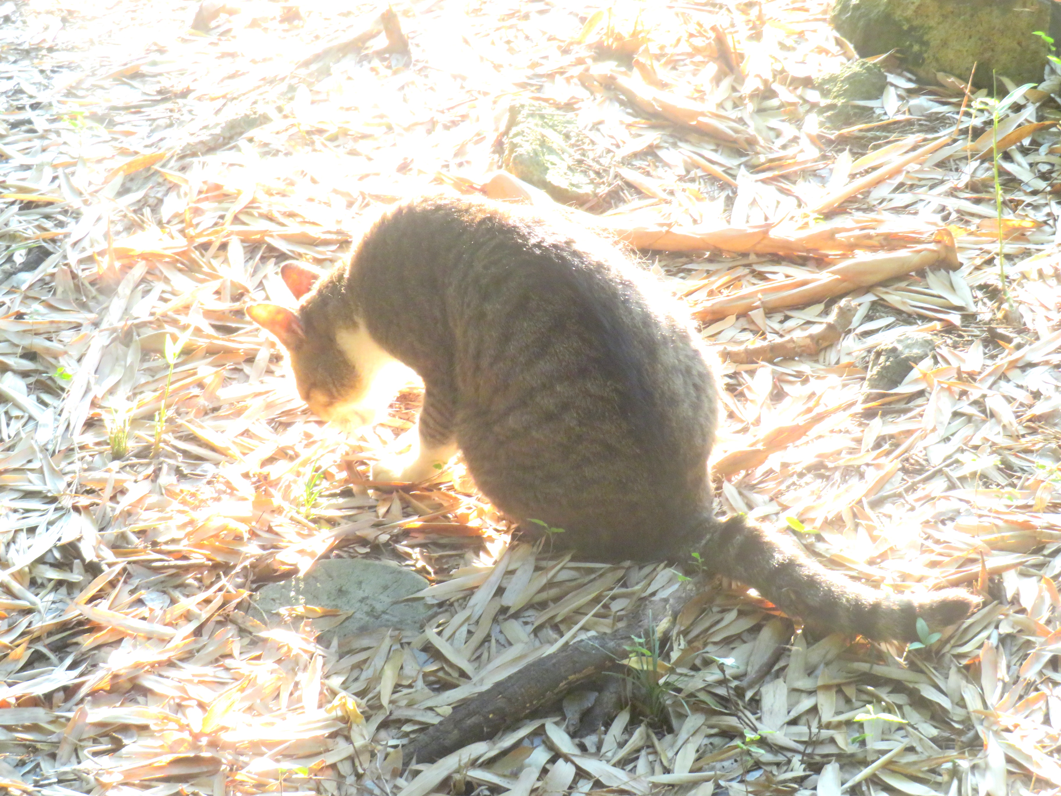 ねこ、風太　巡回