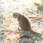 ねこ、風太　巡回