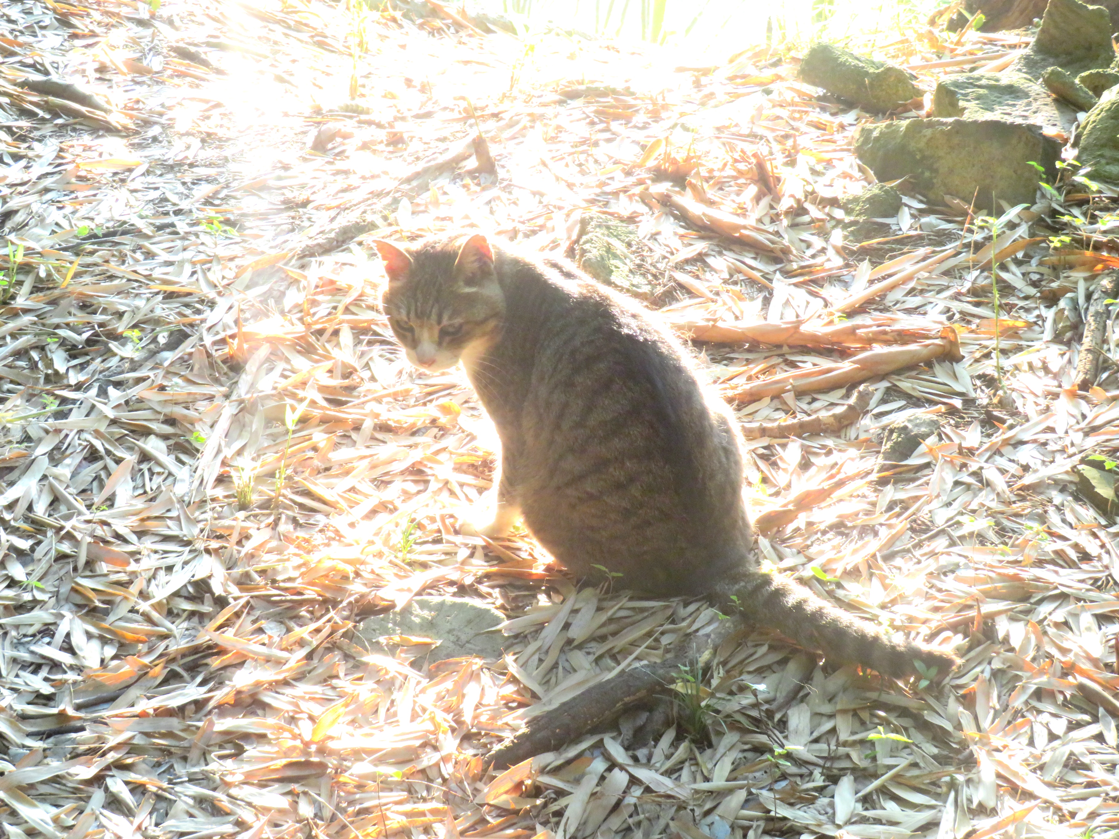 ねこ、風太　巡回