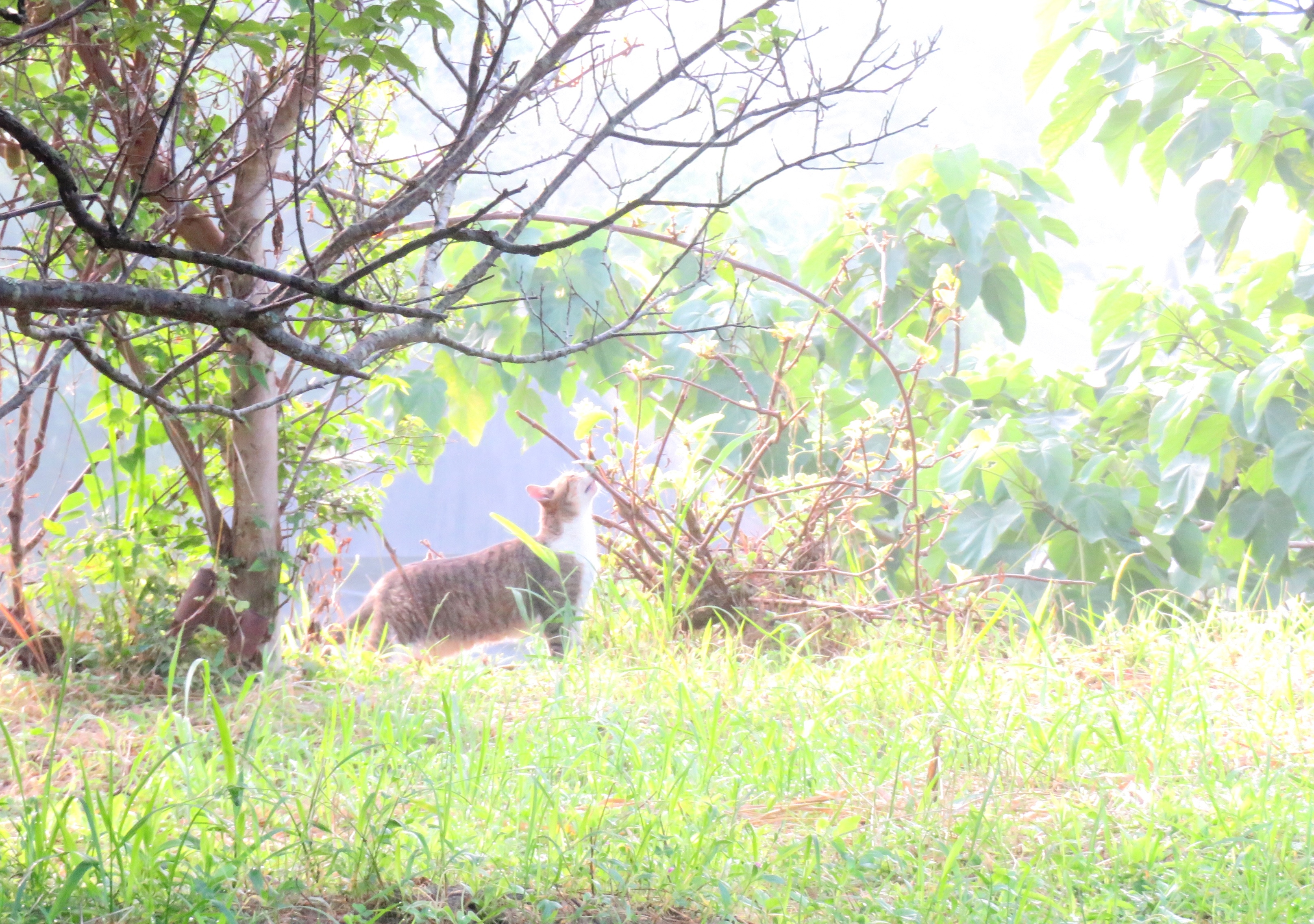 ねこ、風太 巡回