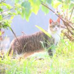 ねこ、風太　巡回