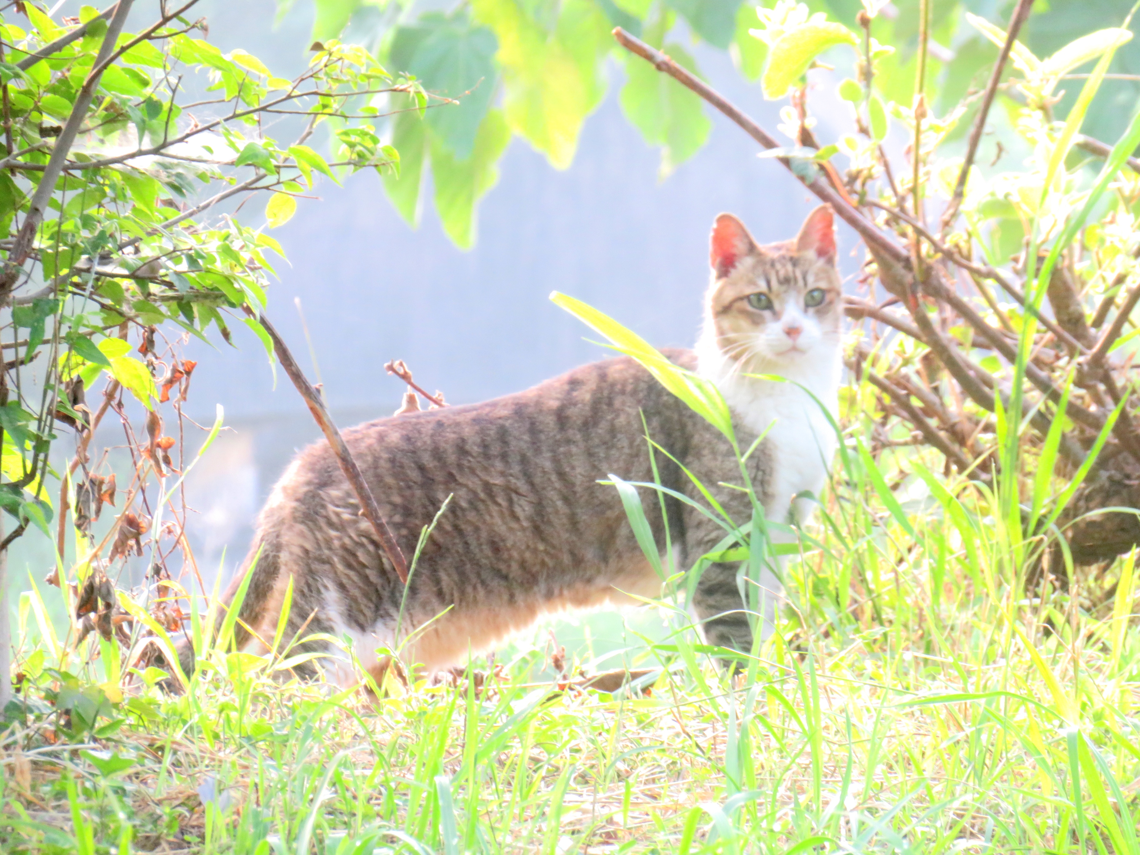 ねこ、風太 巡回
