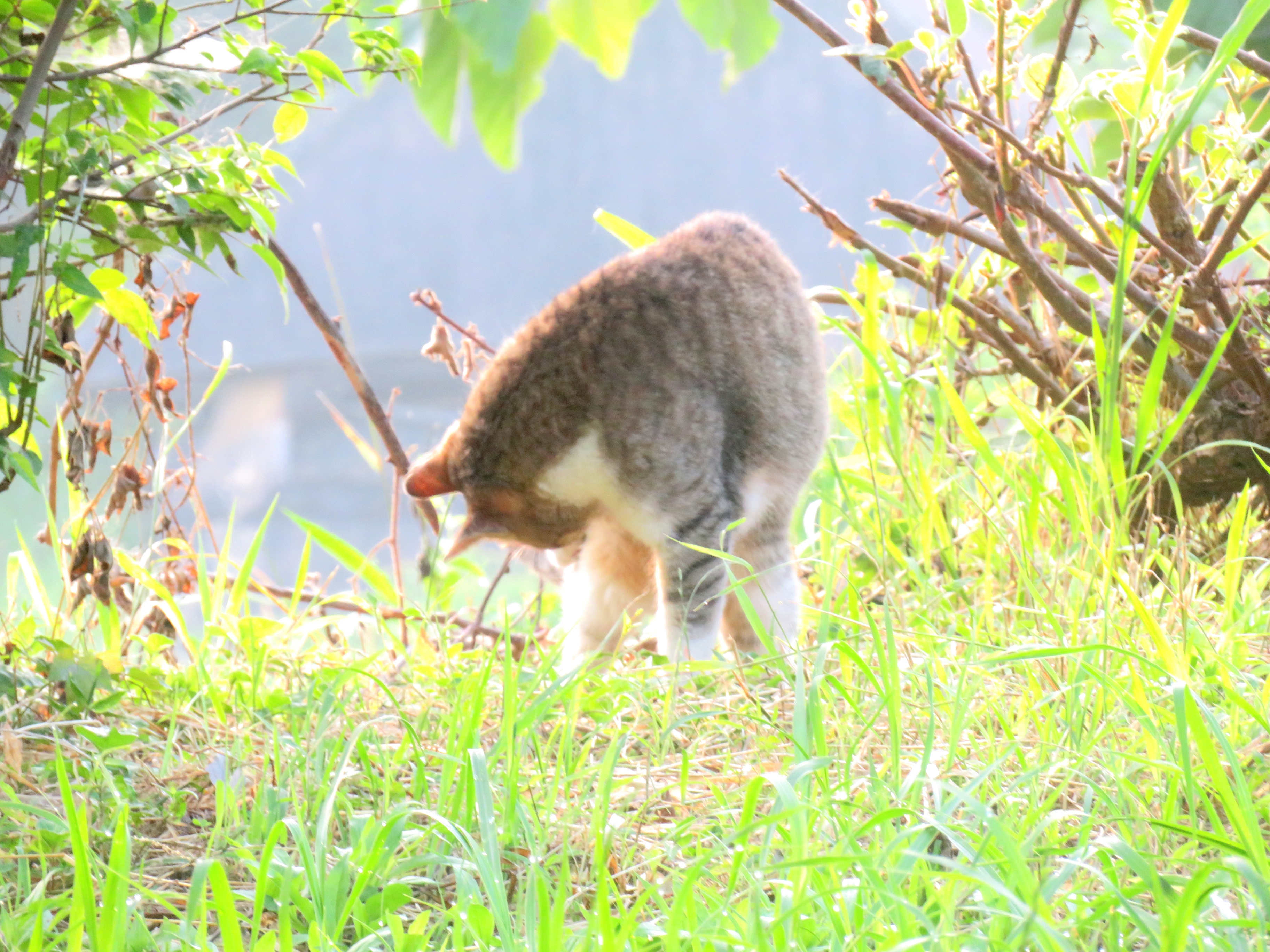 ねこ、風太 巡回