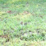 ねこ、風太　巡回