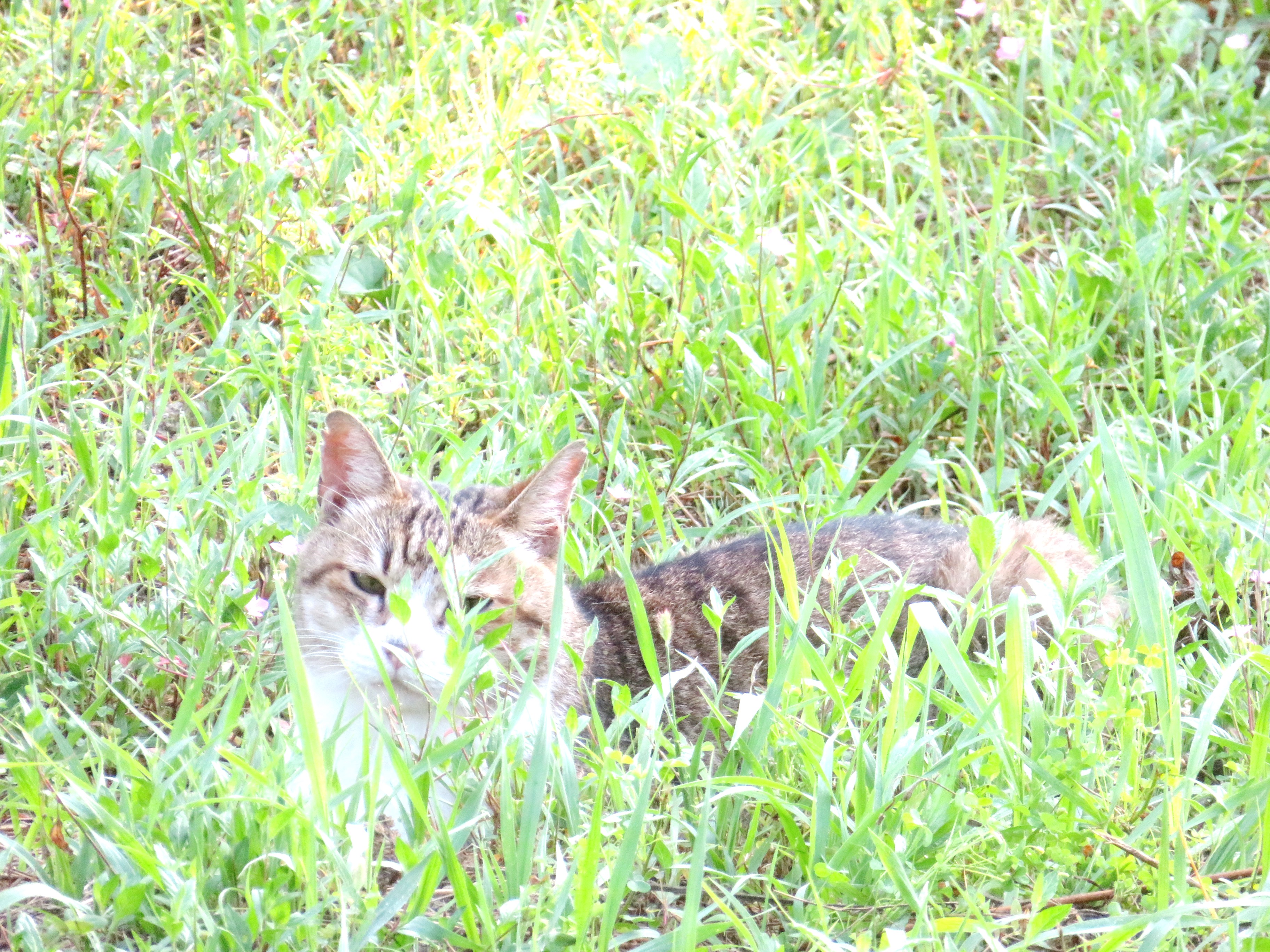 ねこ、風太　巡回