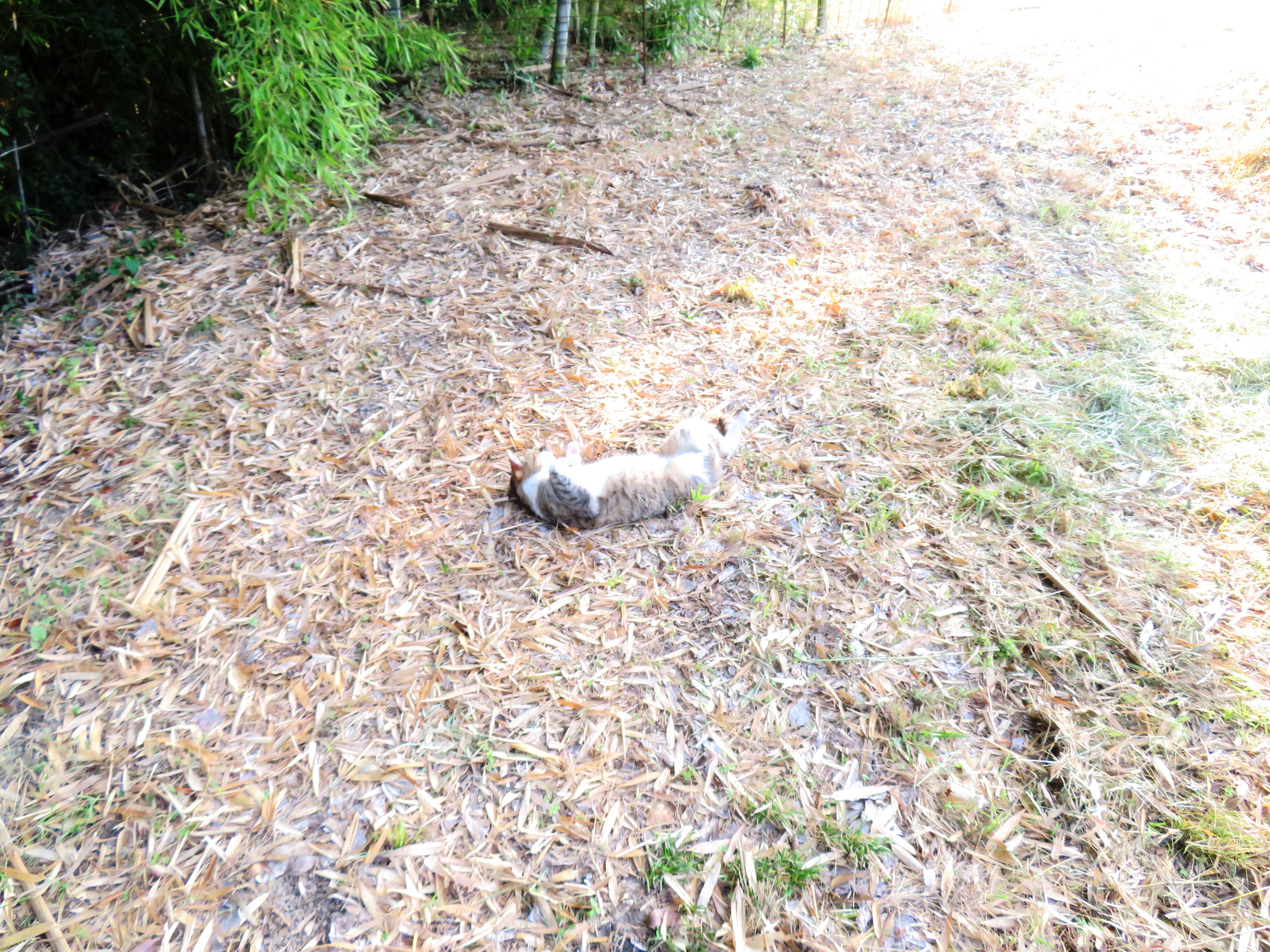 ねこ、風太 巡回