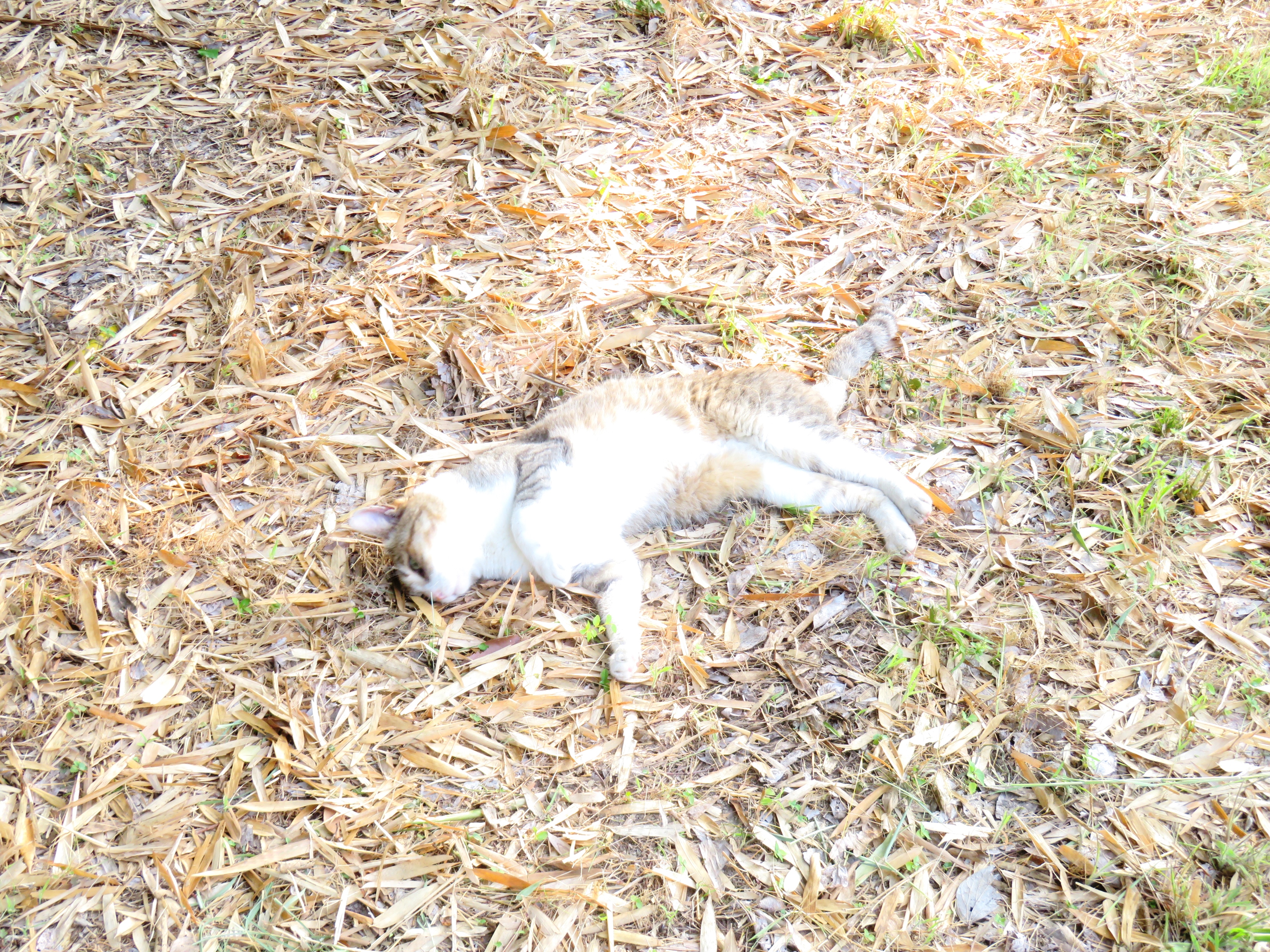 ねこ、風太 巡回