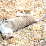 ねこ、風太　巡回