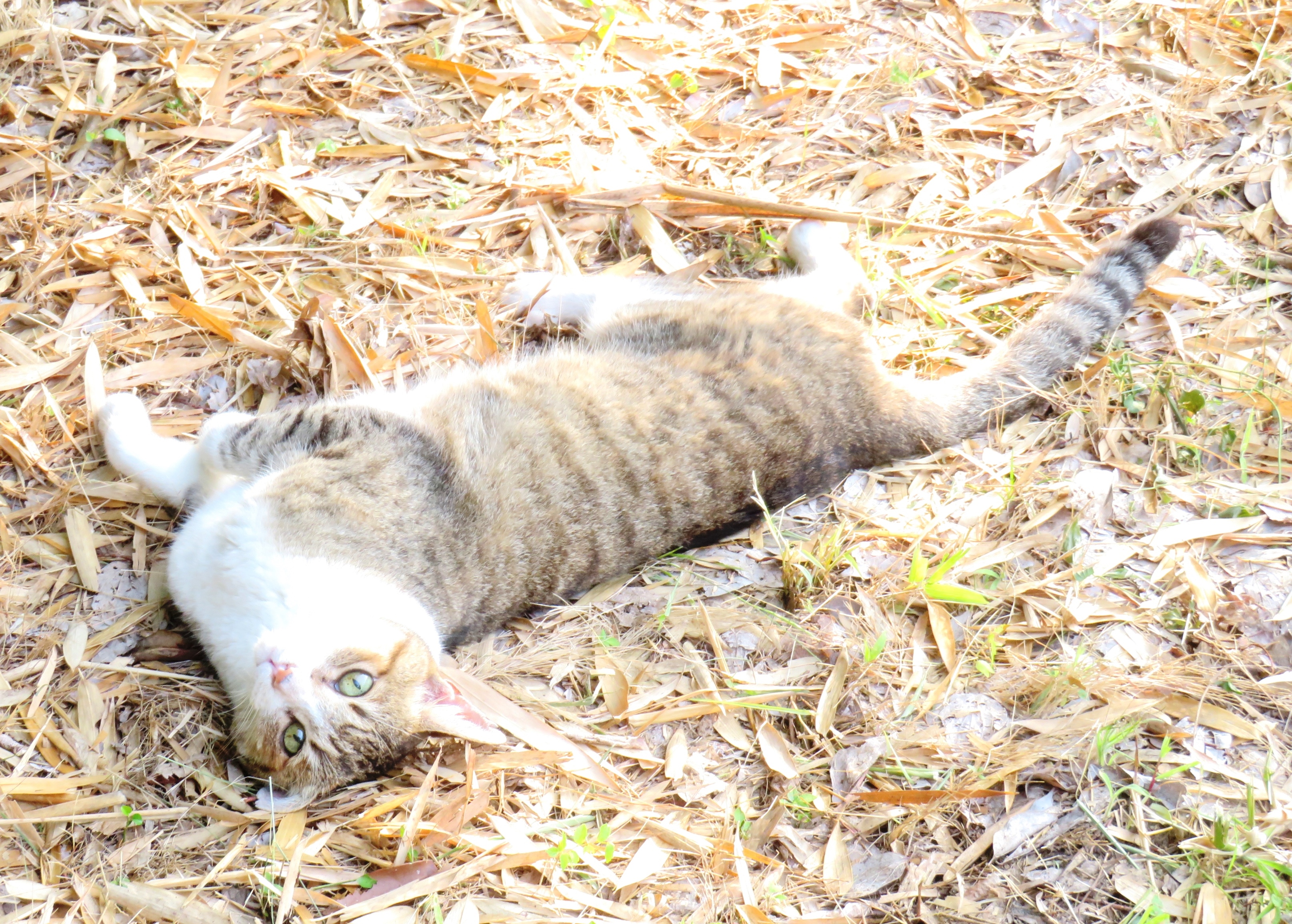 ねこ、風太 巡回