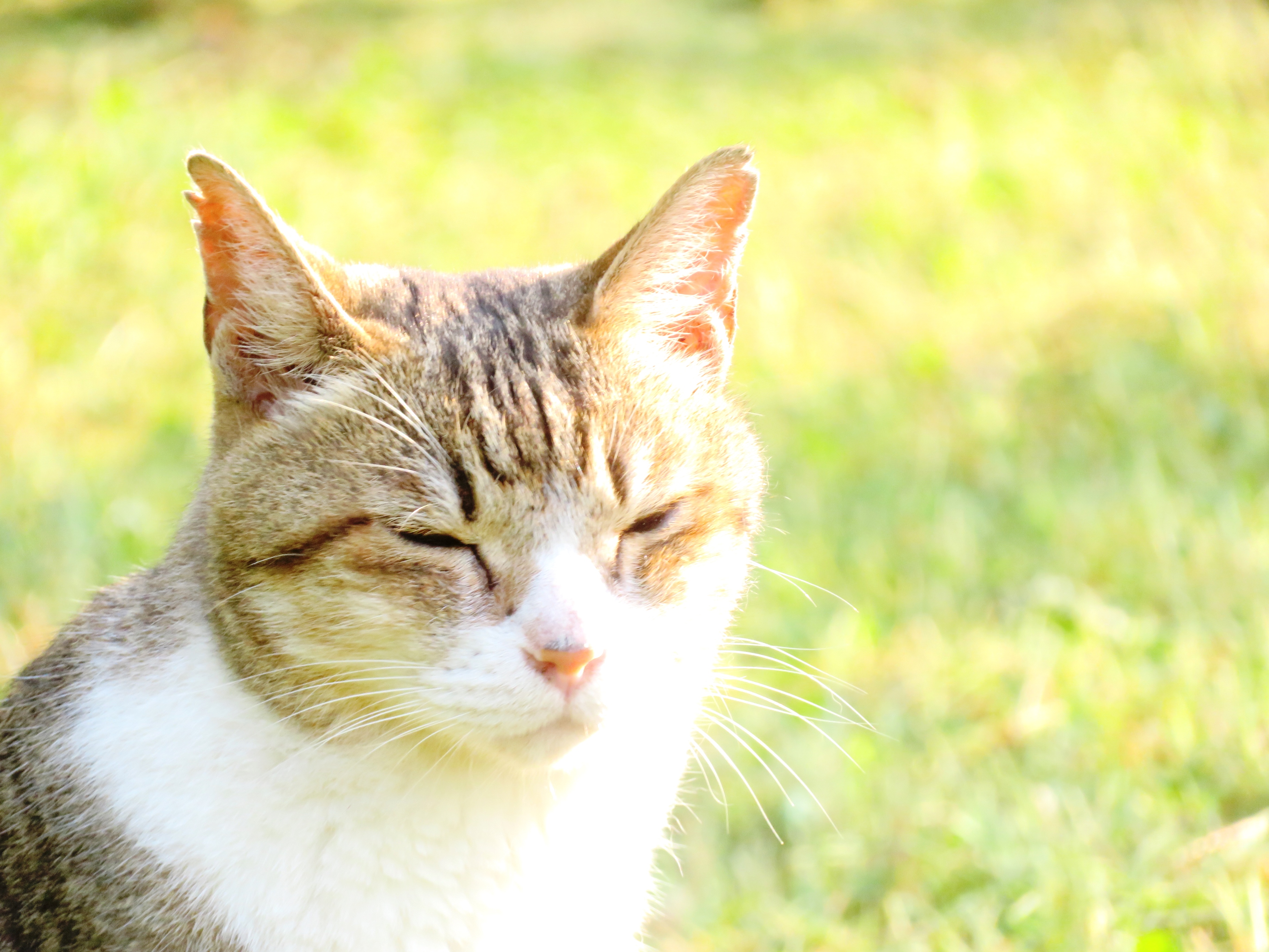 ねこ、風太　巡回