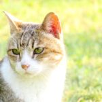 ねこ、風太　巡回